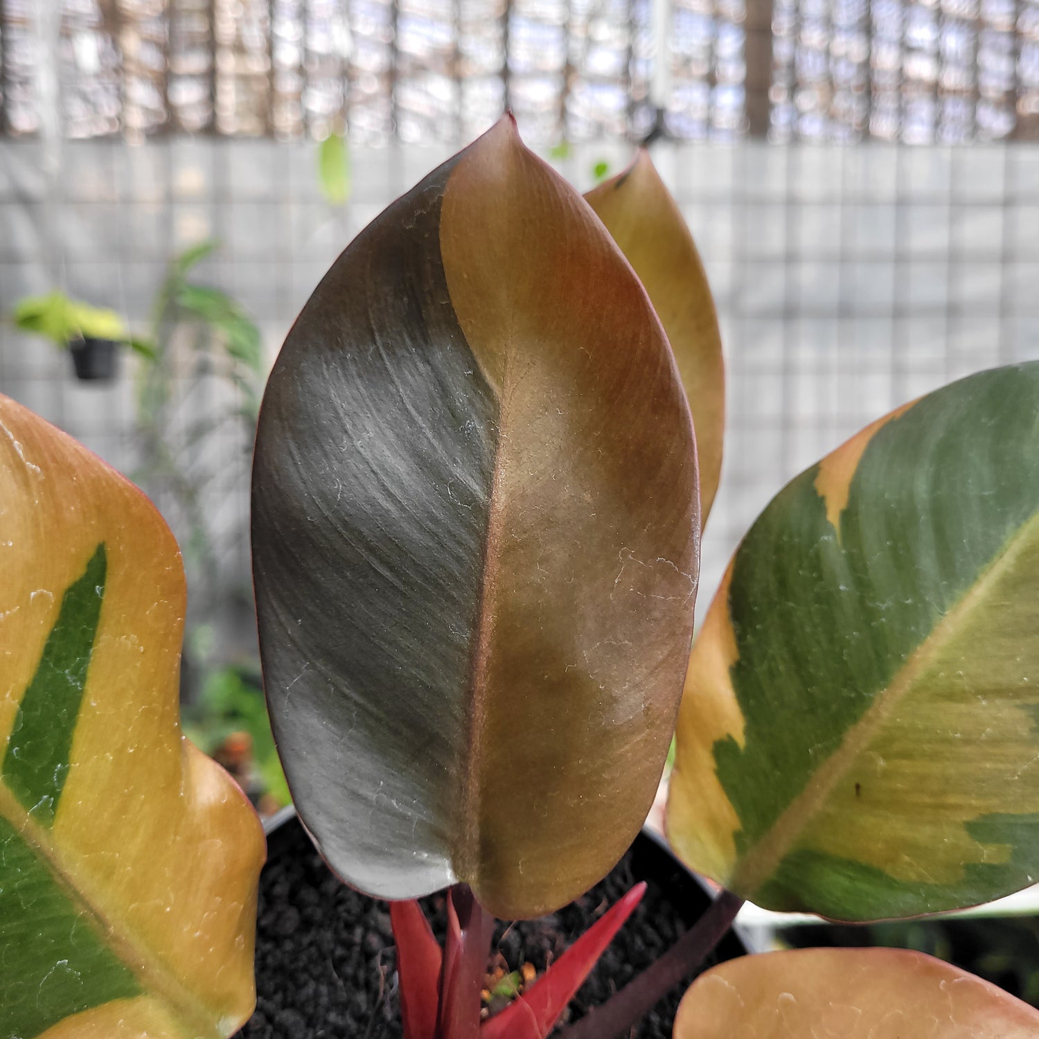 Philodendron Black Cardinal Variegated