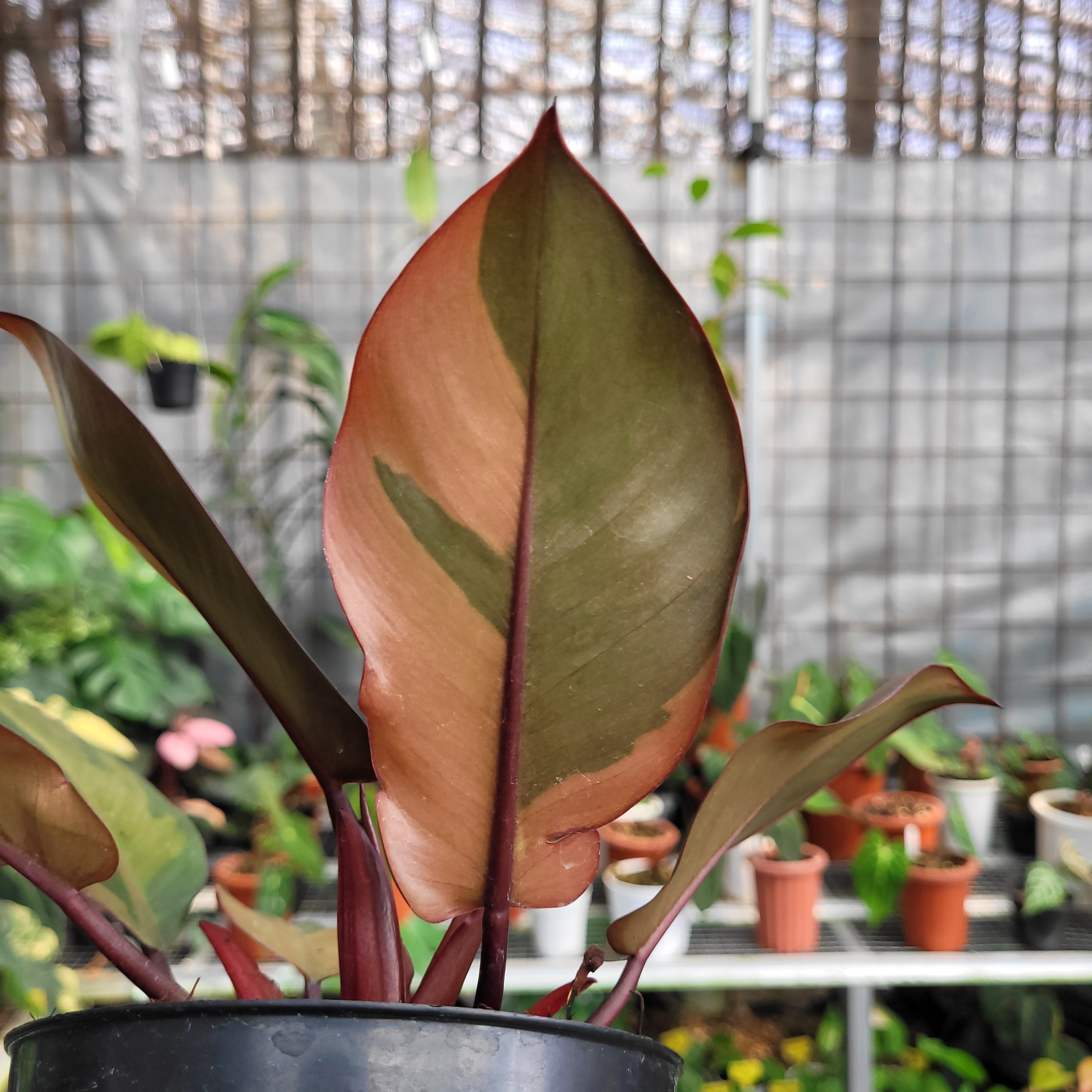 Philodendron Black Cardinal Variegated