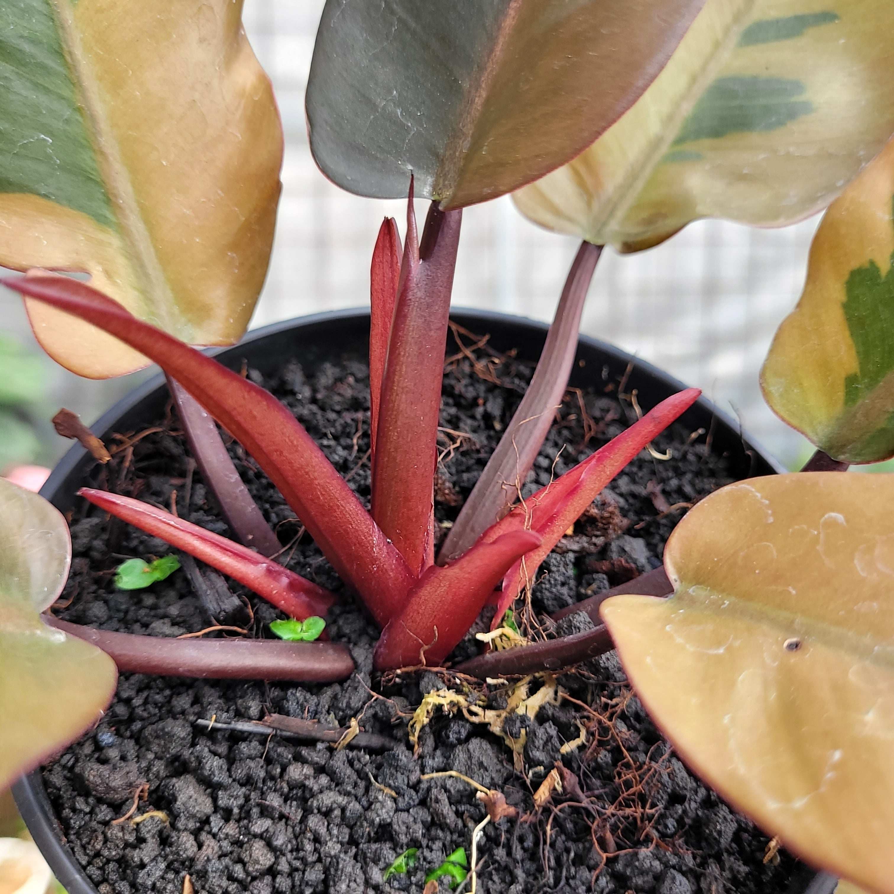 Philodendron Black Cardinal Variegated