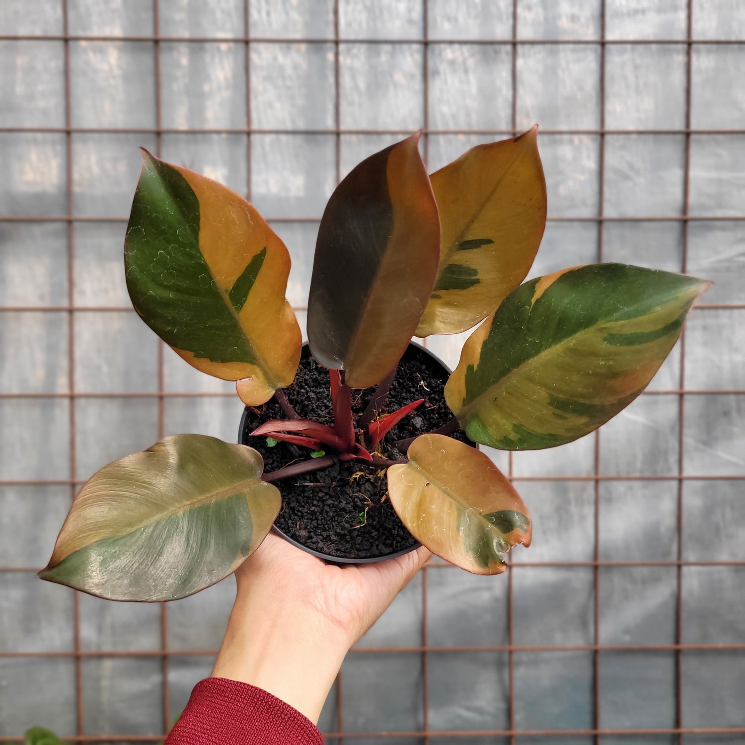 Philodendron Black Cardinal Variegated