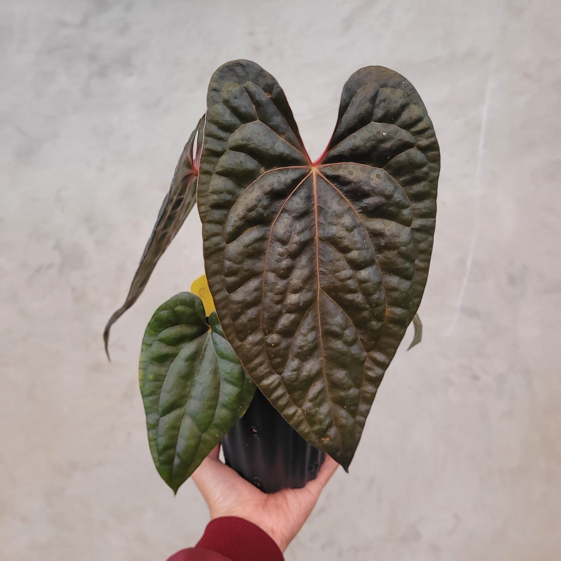 Anthurium Fort Sherman x Anthurium Luxurian (Athos)