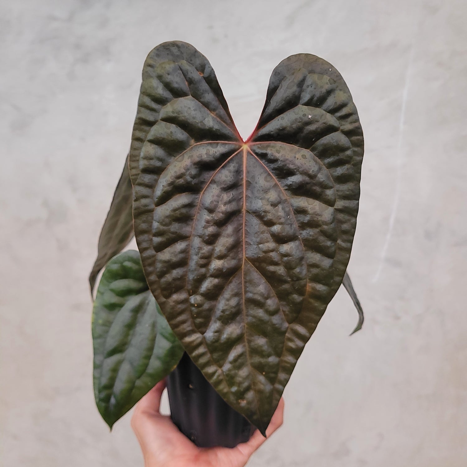 Anthurium Fort Sherman x Anthurium Luxurian (Athos)