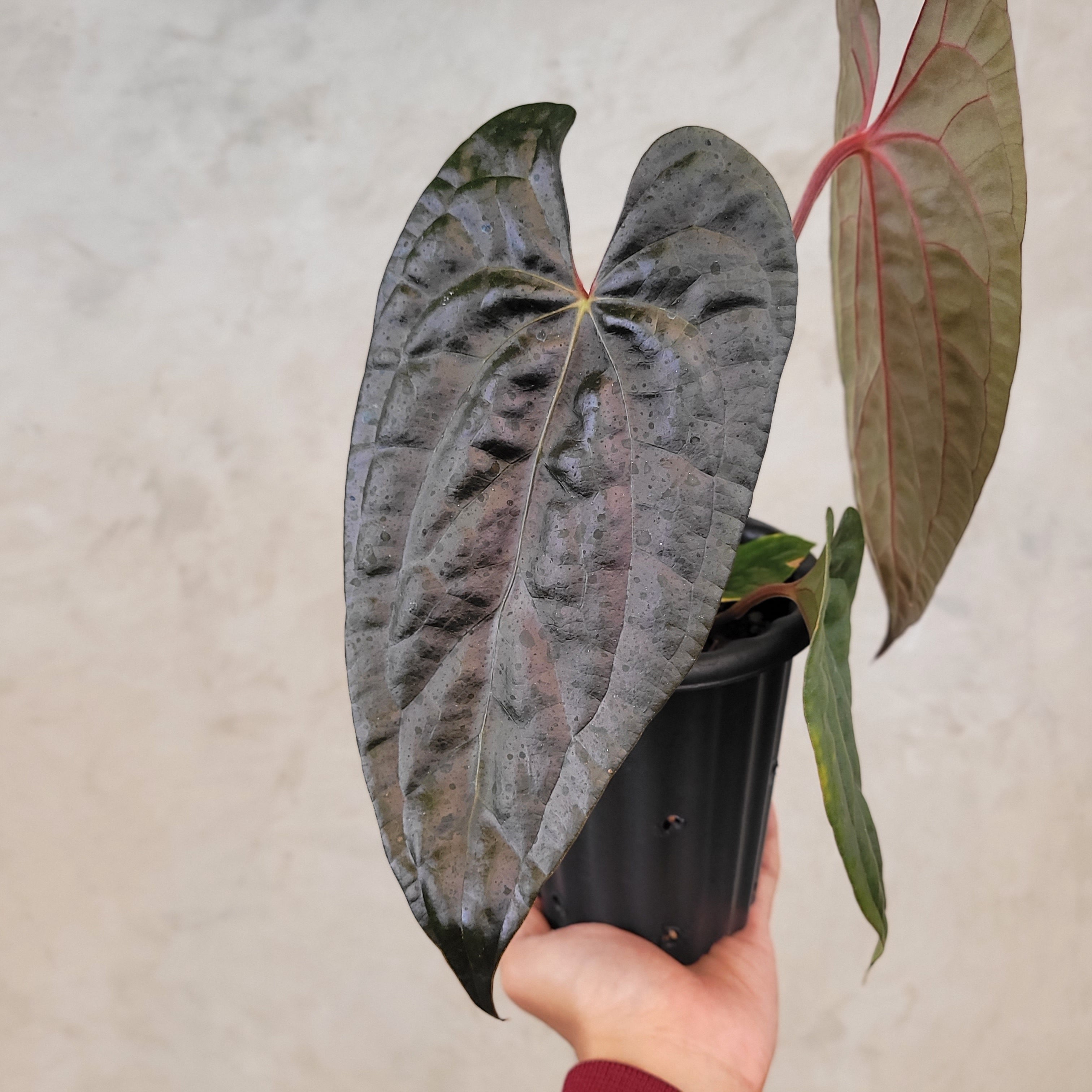 Anthurium Fort Sherman x Anthurium Luxurian (Athos)