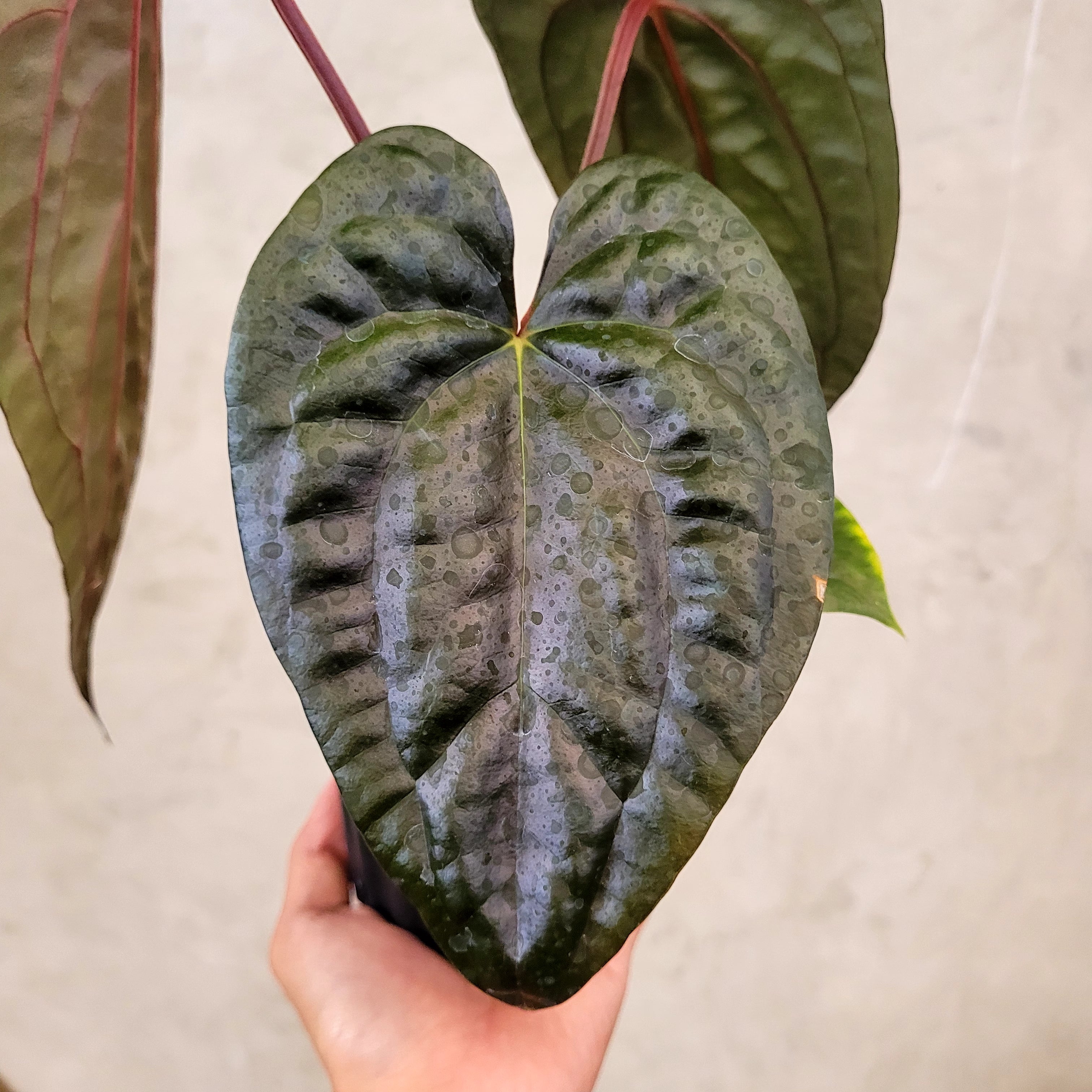 Anthurium Fort Sherman x Anthurium Luxurian (Athos)