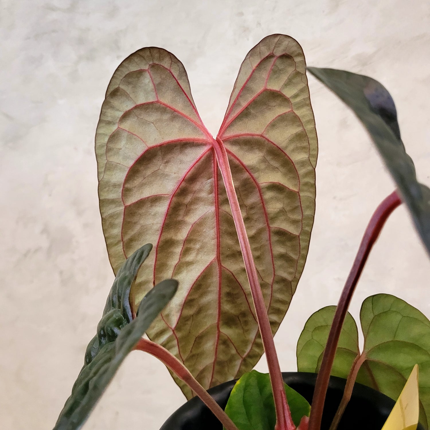 Anthurium Fort Sherman x Anthurium Luxurian (Athos)