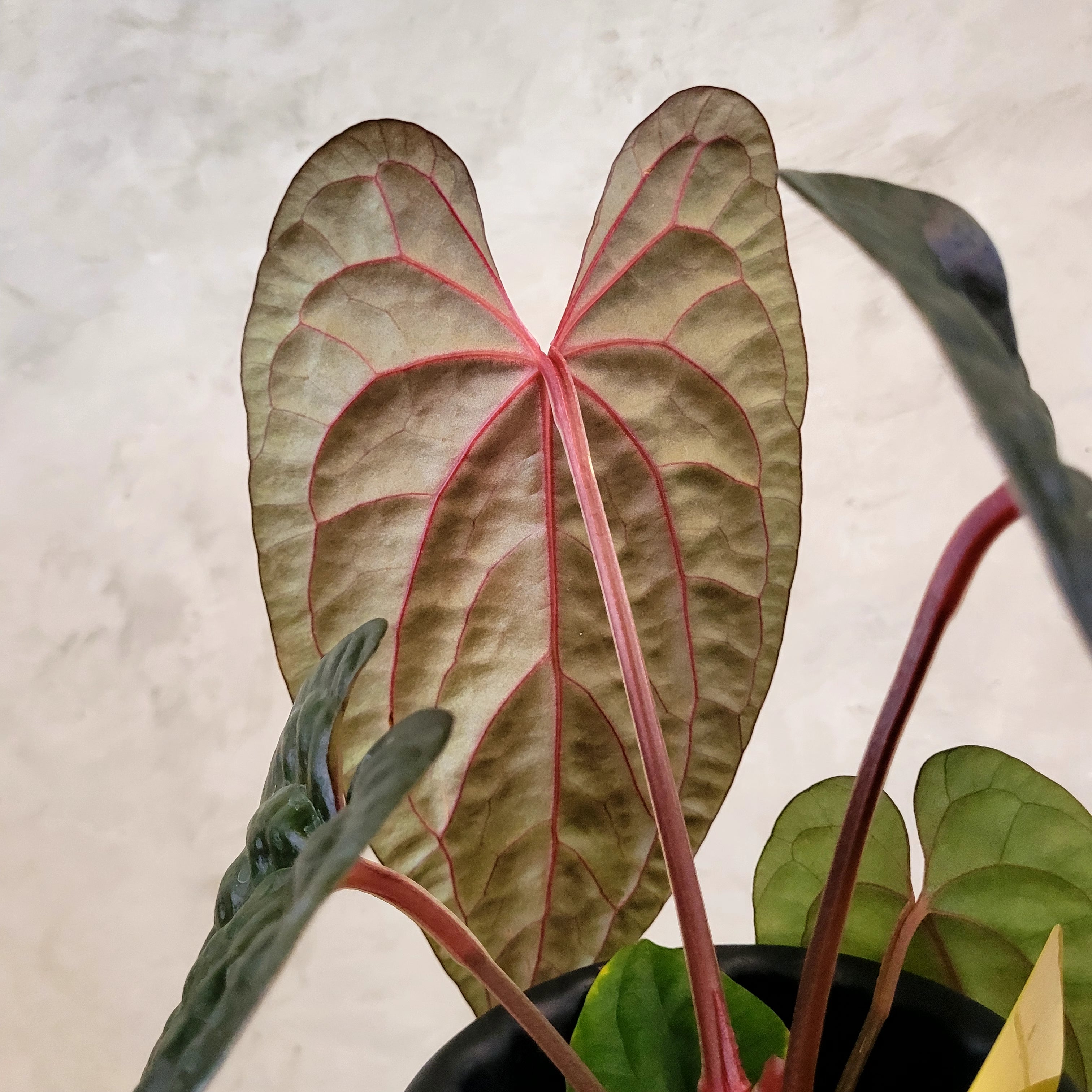 Anthurium Fort Sherman x Anthurium Luxurian (Athos)