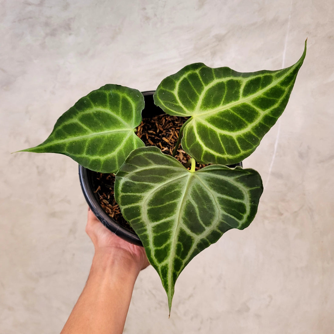 Anthurium King Clarinervium - Greenspaces.id