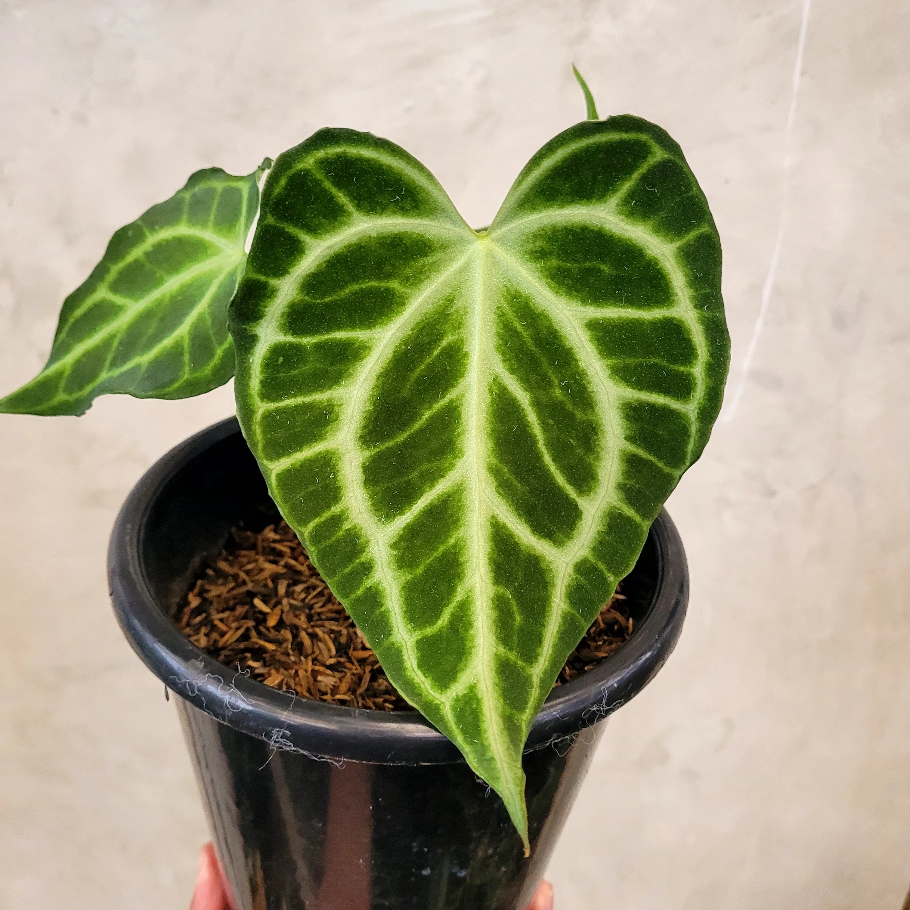 Anthurium King Clarinervium