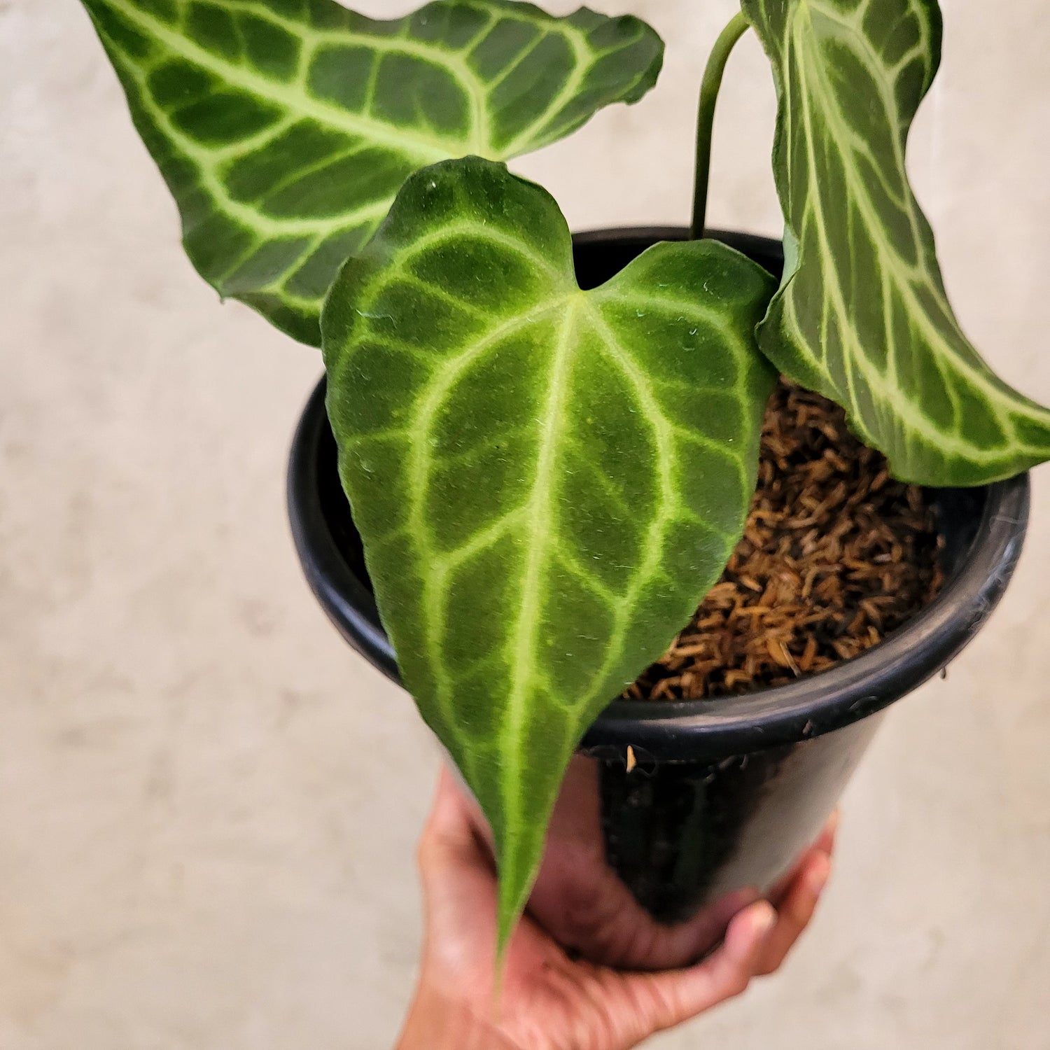 Anthurium King Clarinervium