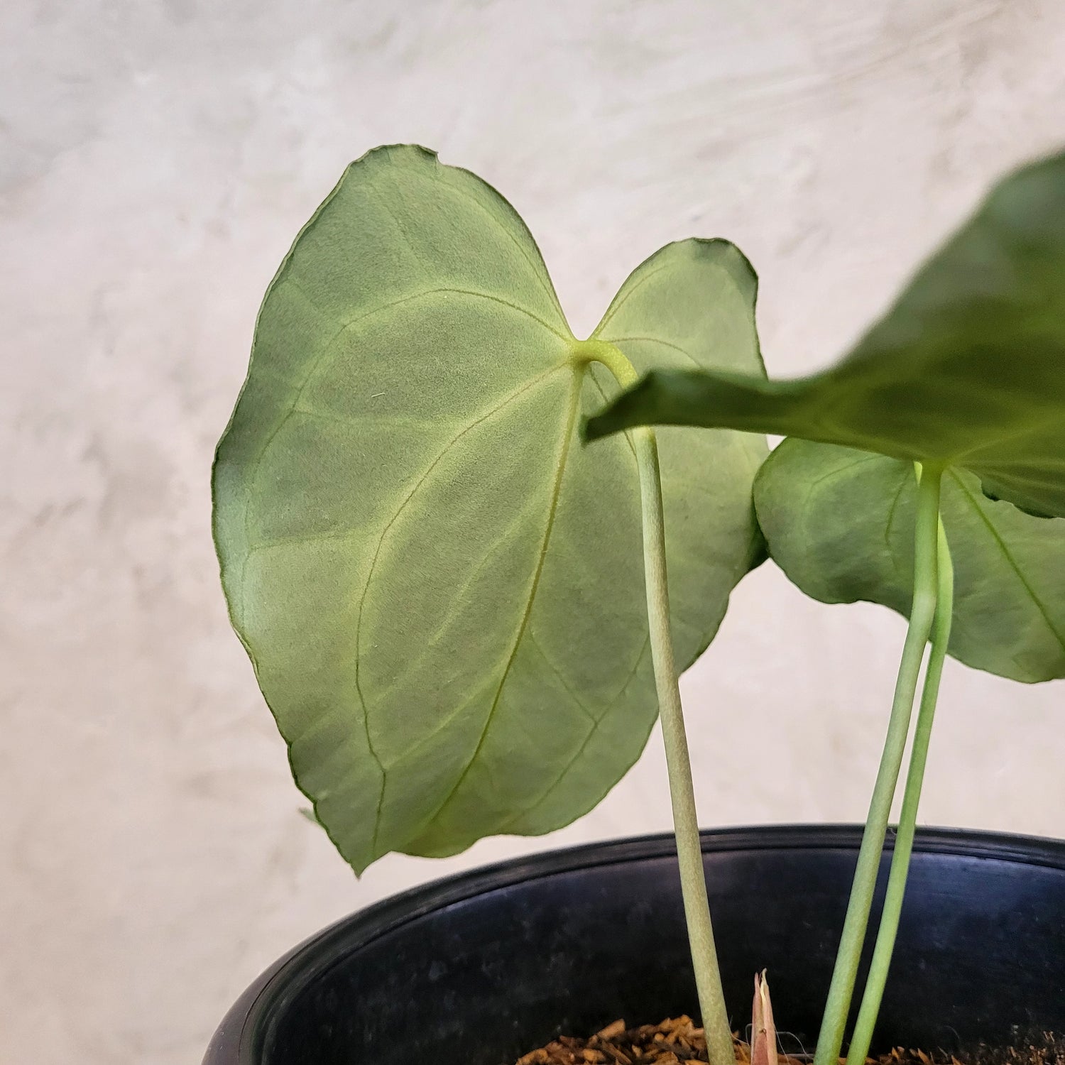 anthurium king clarinervium vs clarinervium Anthurium King Clarinervium – Greenspaces.id
