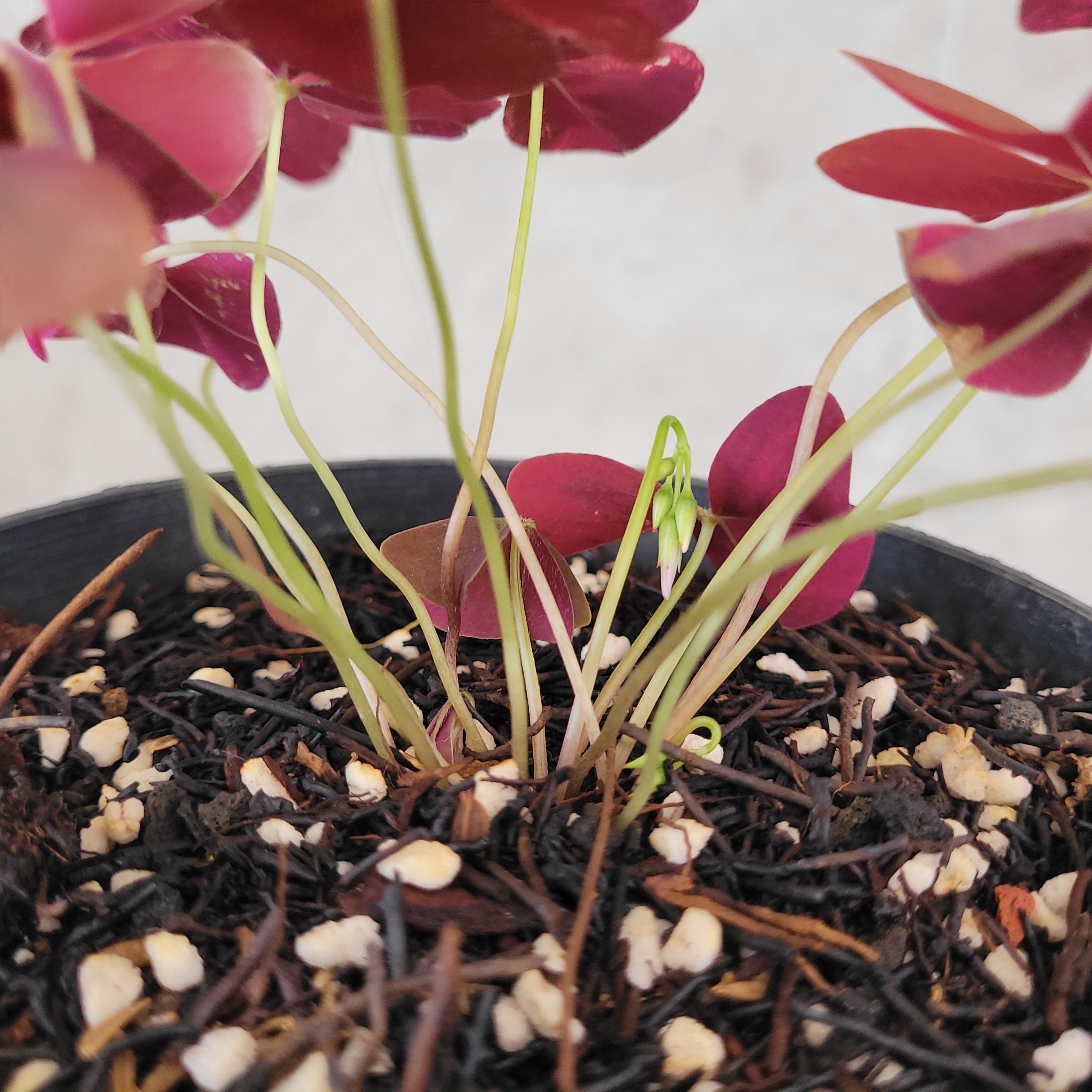 Oxalis Triangularis Variegated