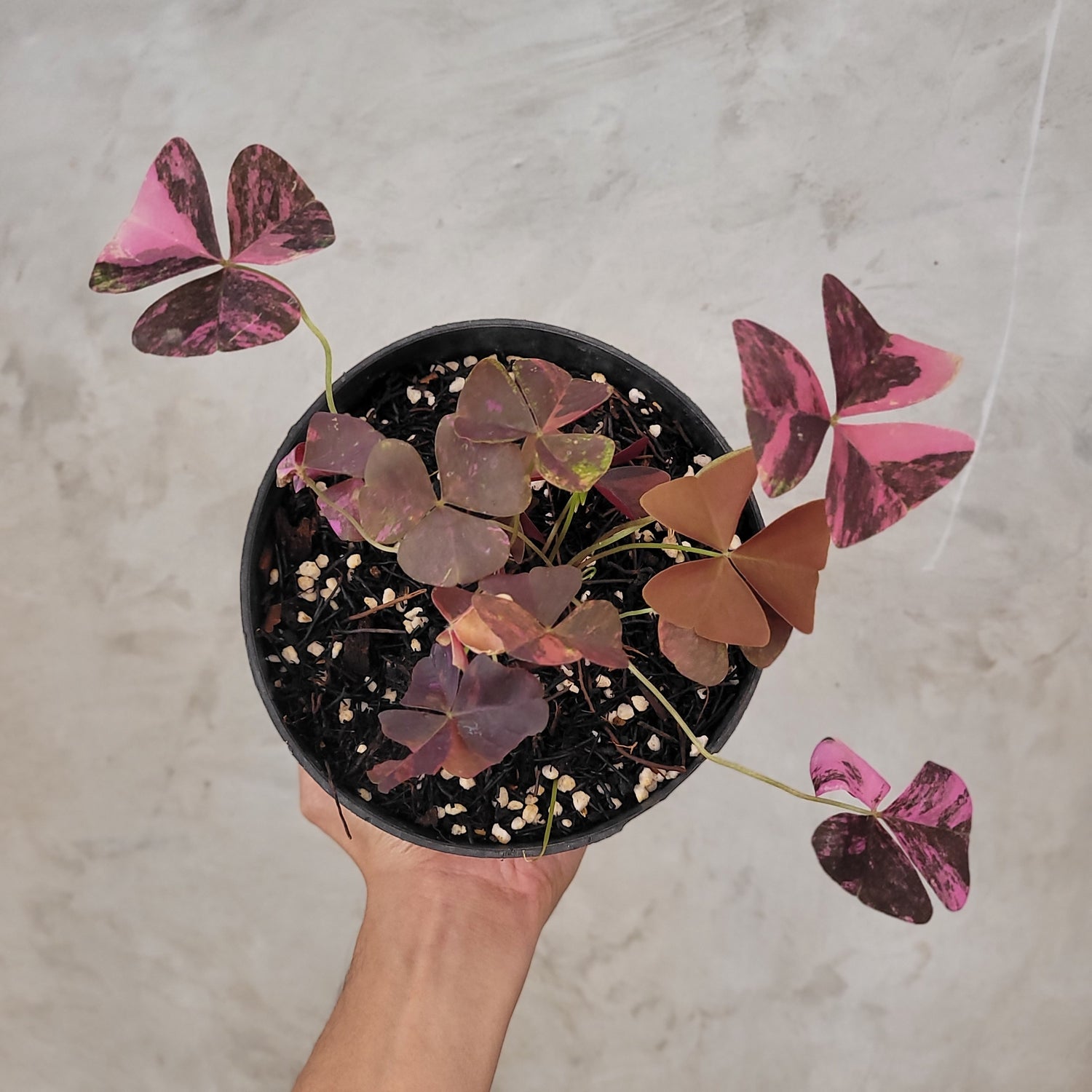 Oxalis Triangularis Variegated