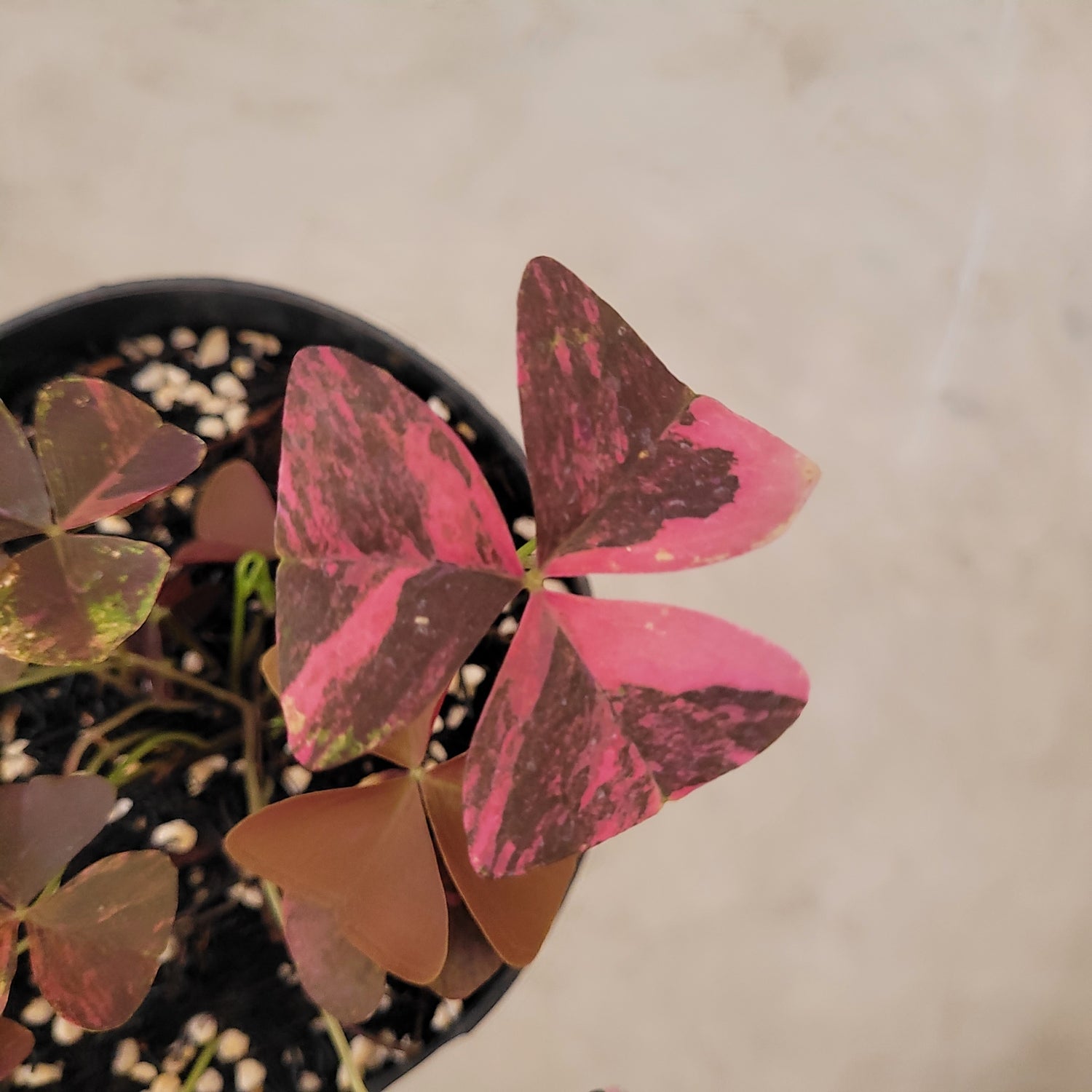 Oxalis Triangularis Variegated