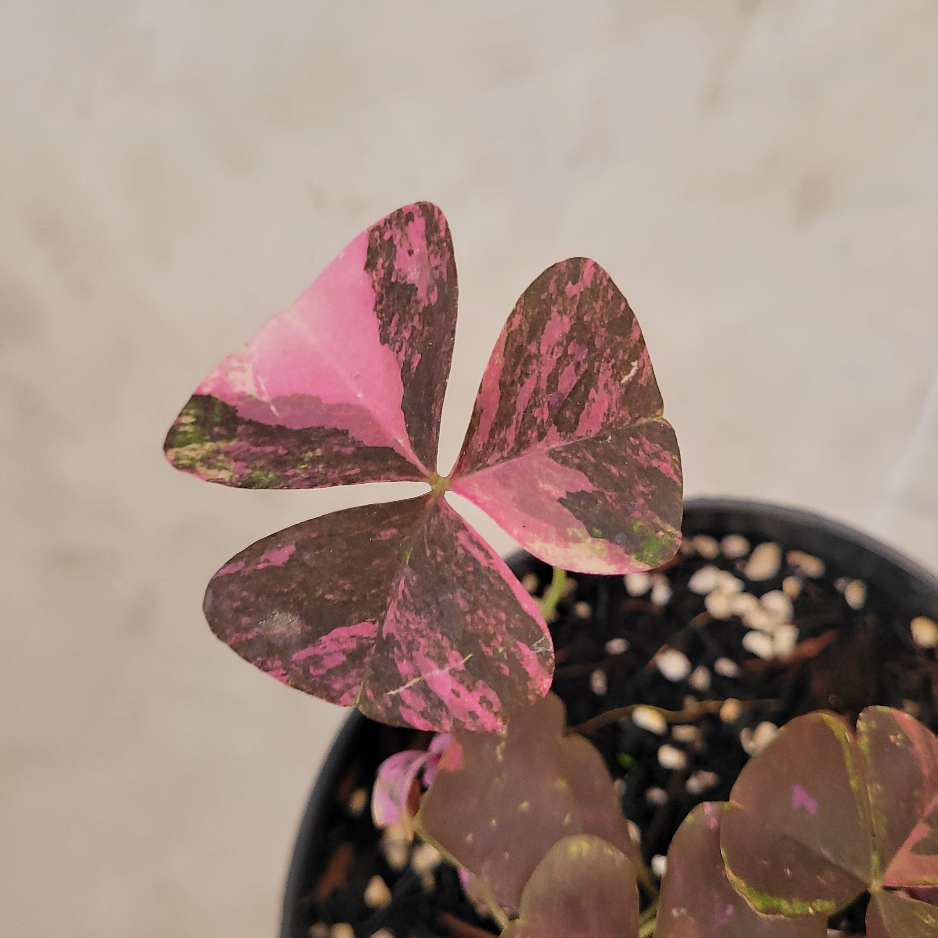 Oxalis Triangularis Variegated