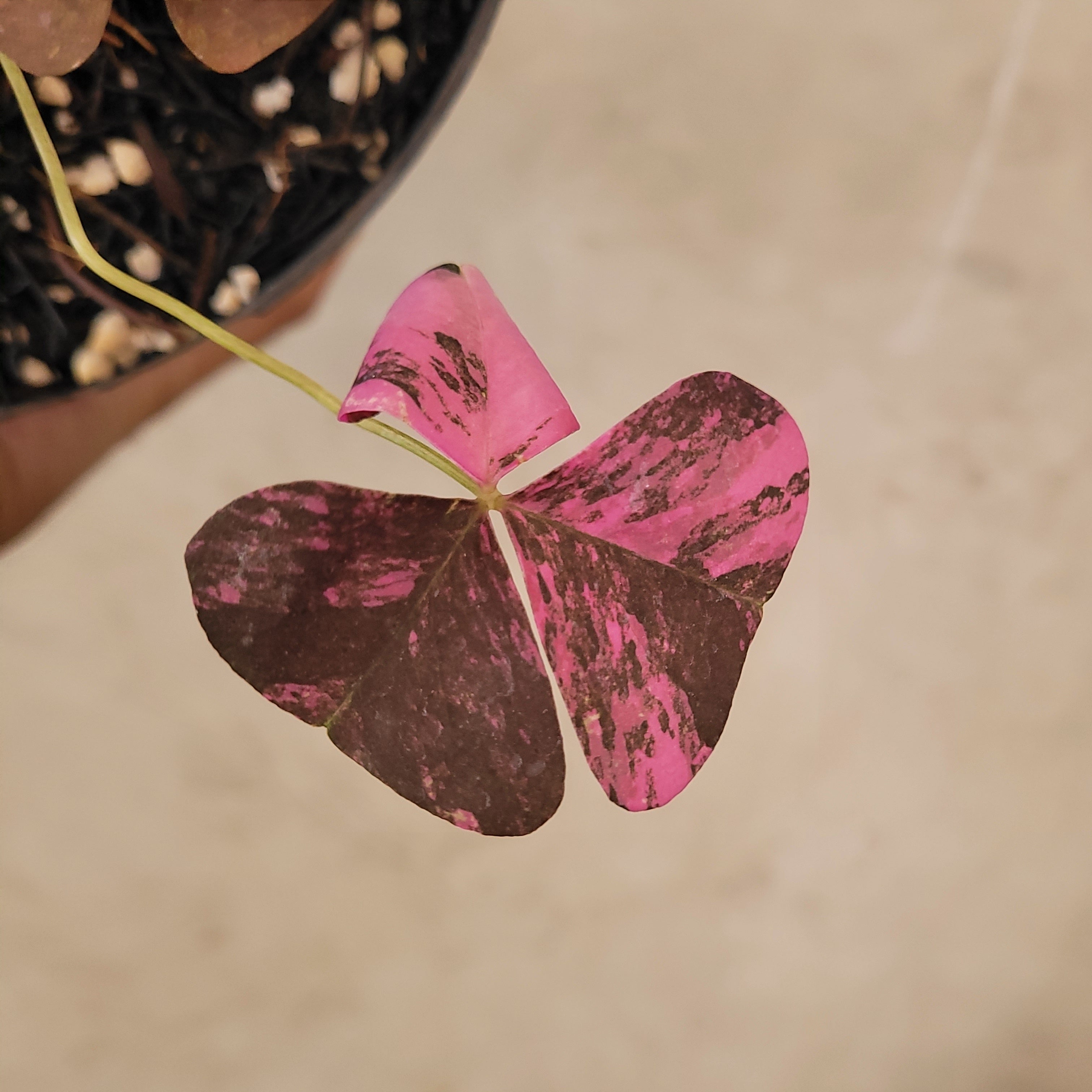 Oxalis Triangularis Variegated