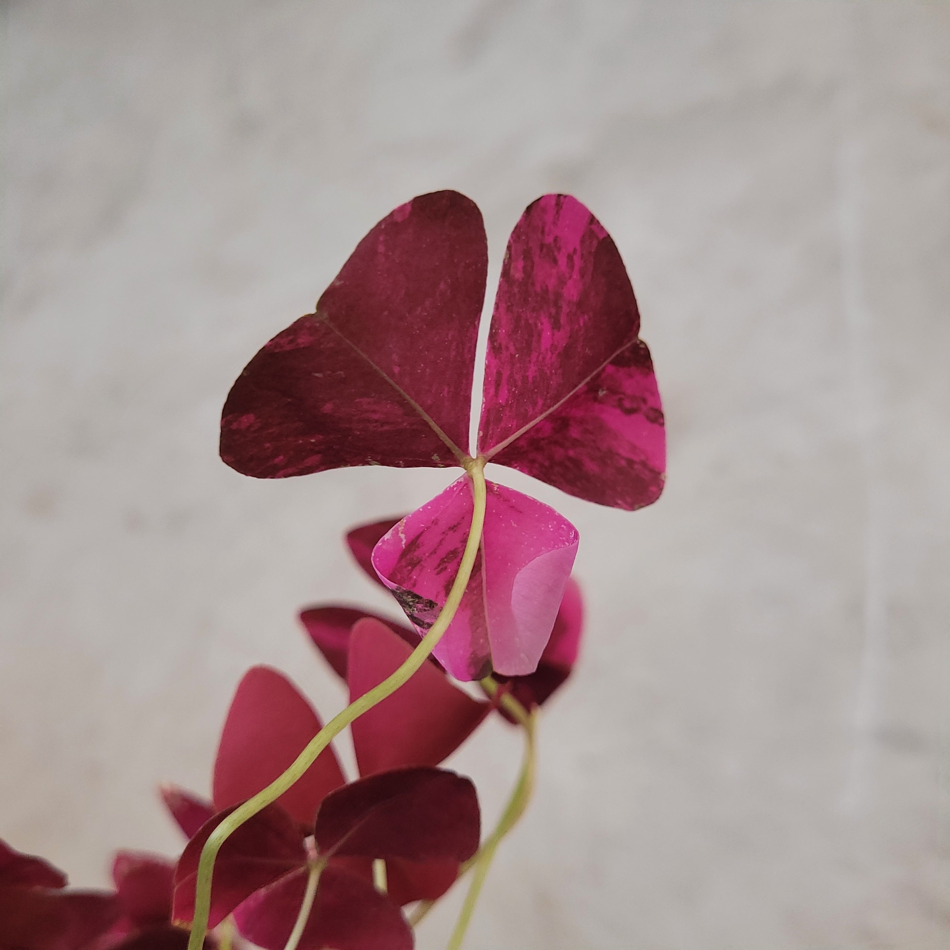 Oxalis Triangularis Variegated