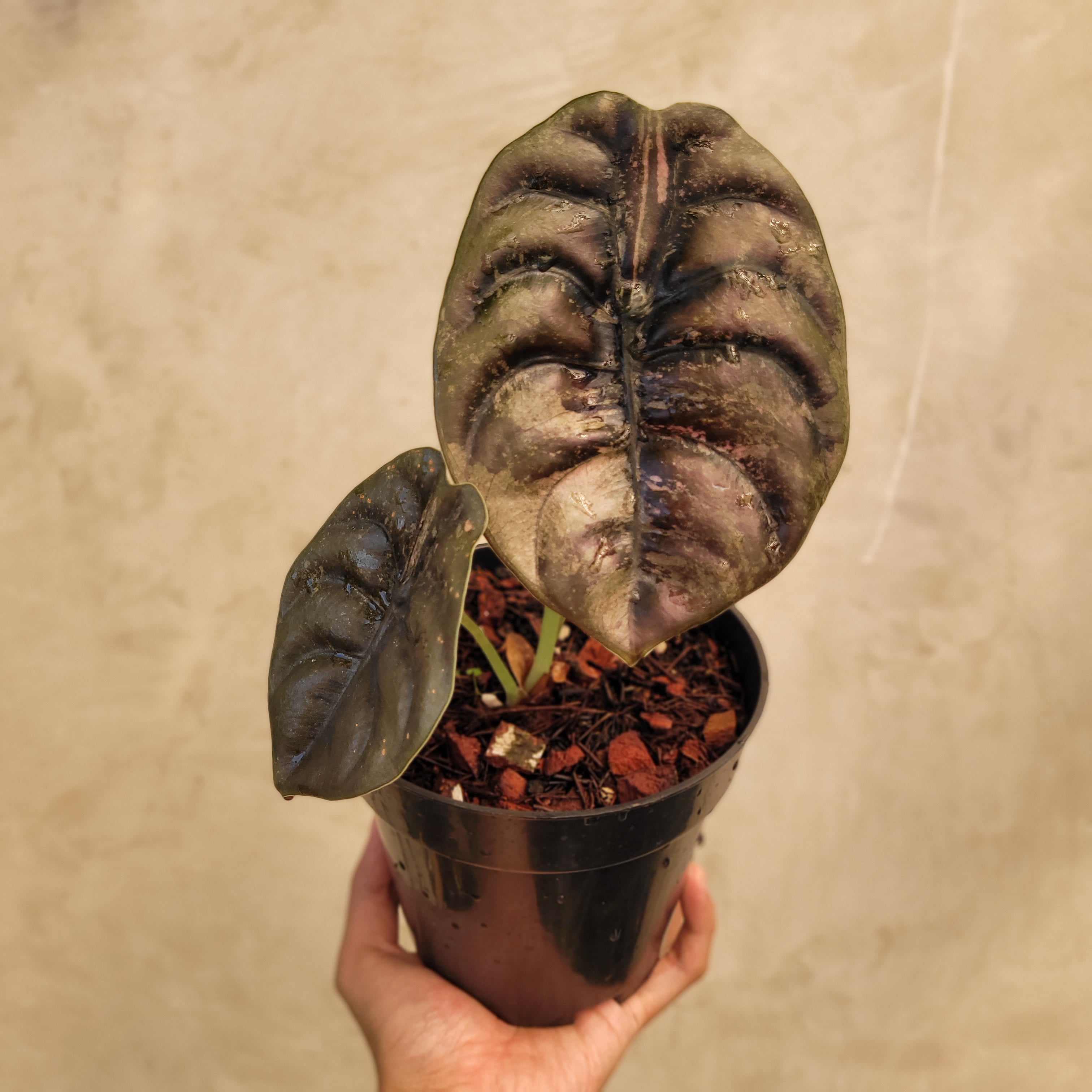 Alocasia Cuprea Variagated