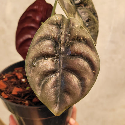 Alocasia Cuprea Variagated