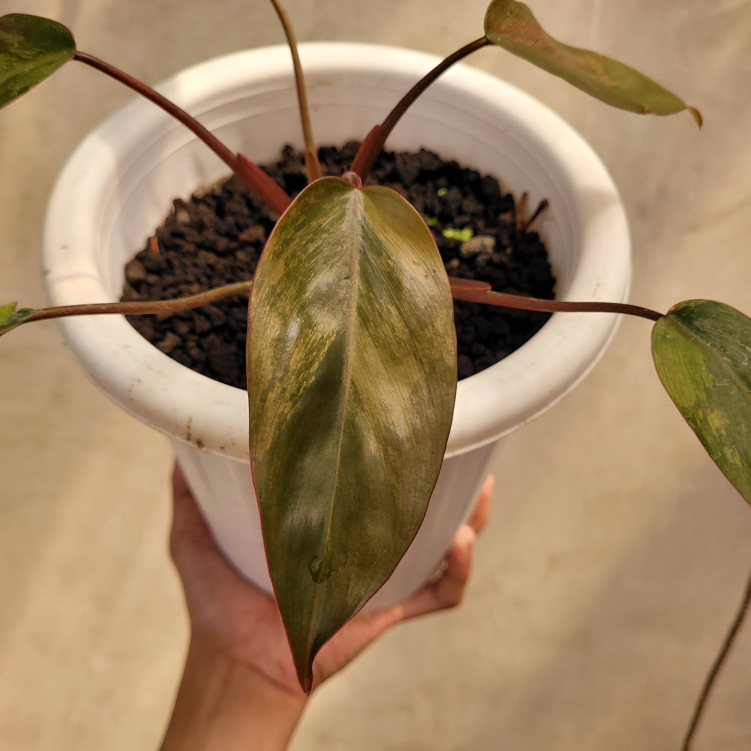 Philodendron Dark Lord Variegated