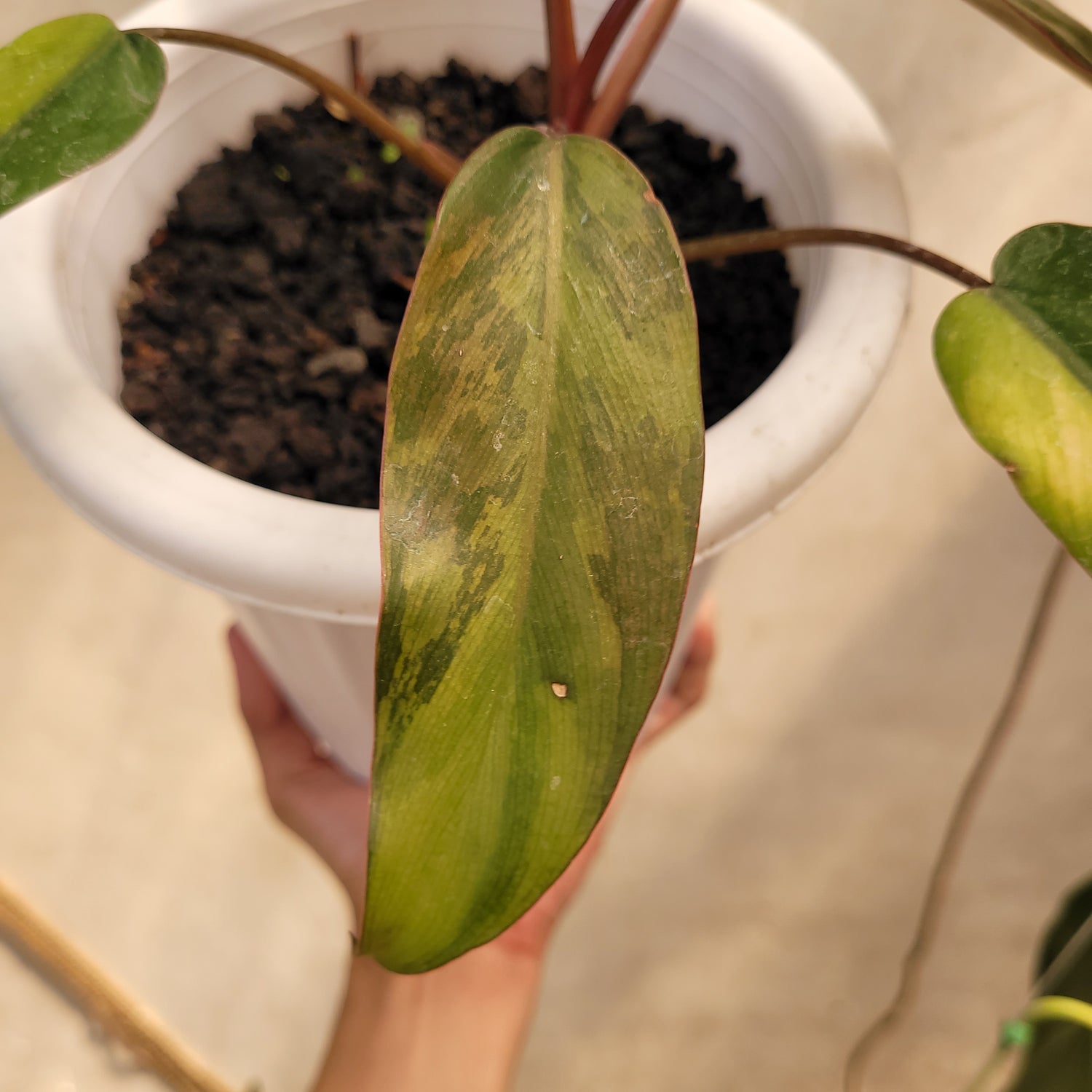 Philodendron Dark Lord Variegated