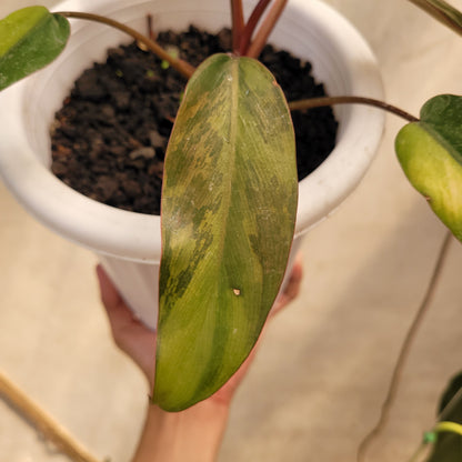 Philodendron Dark Lord Variegated