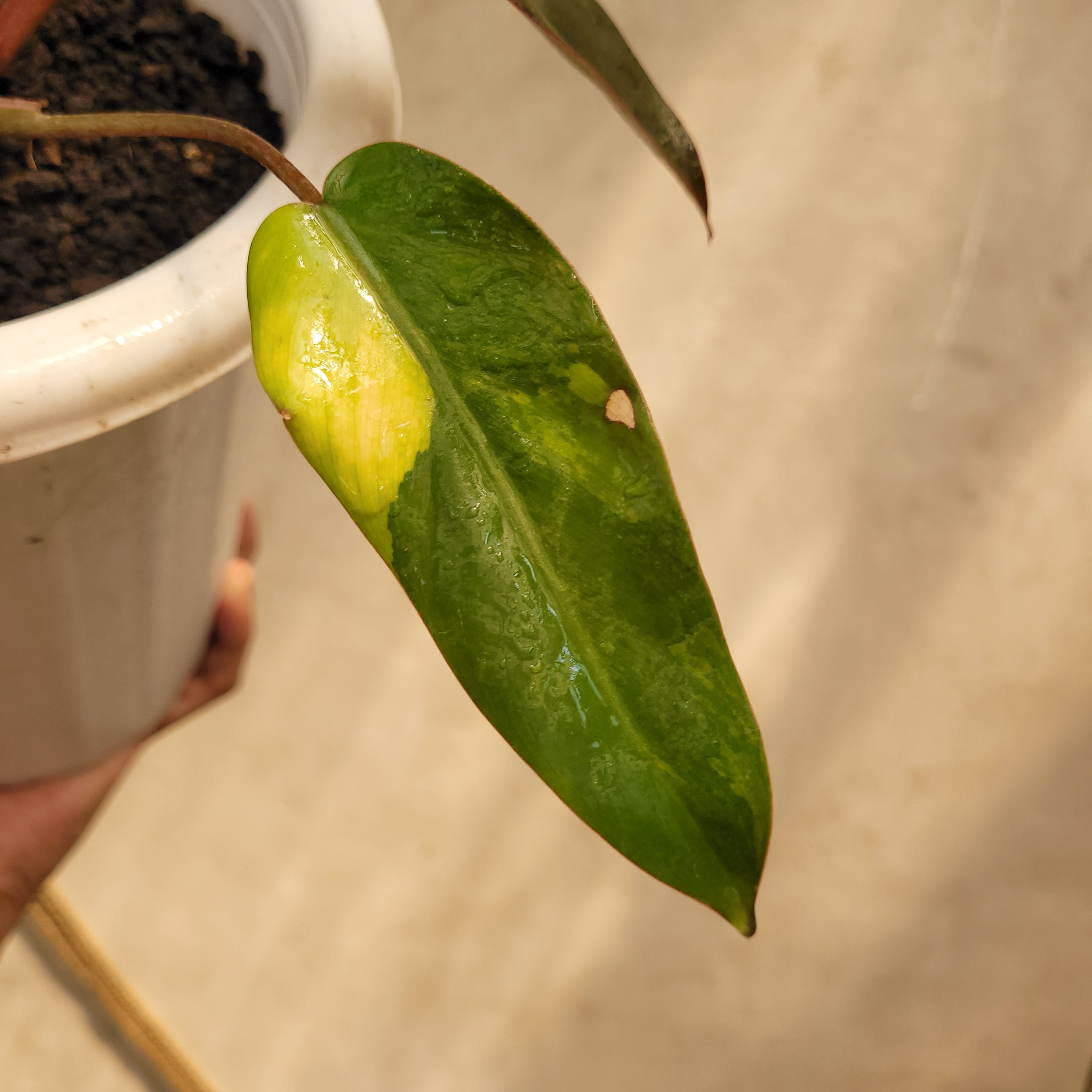 Philodendron Dark Lord Variegated