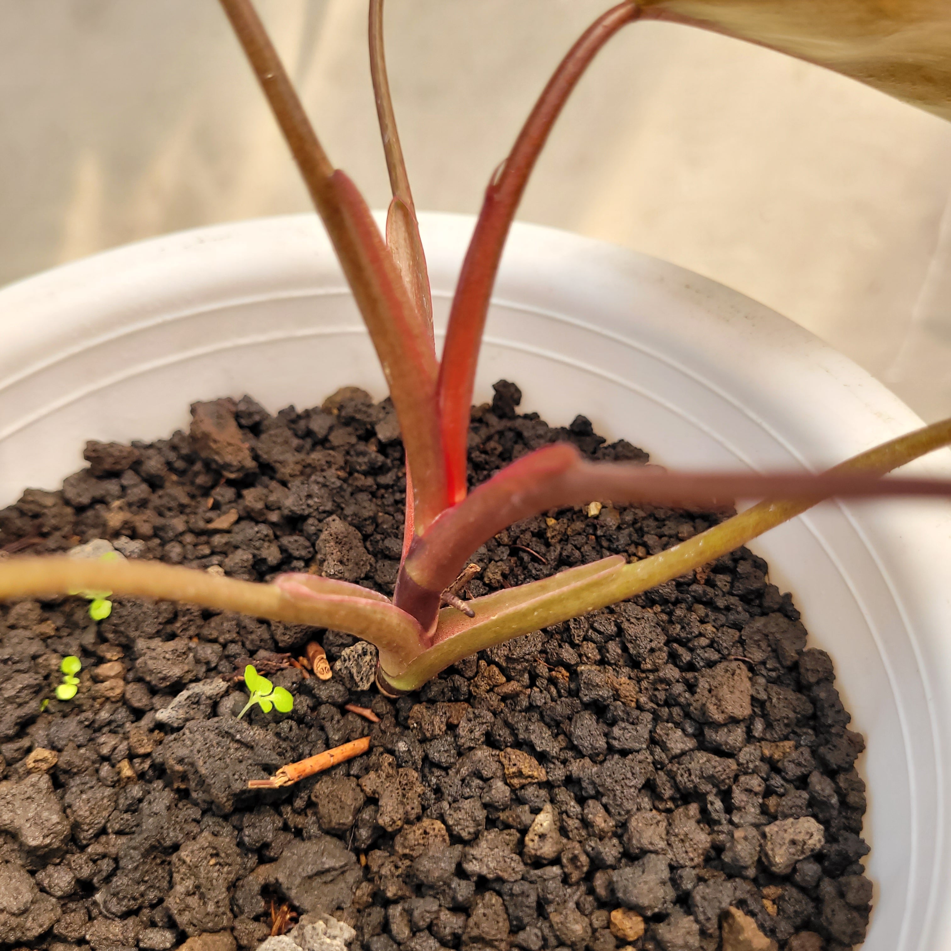 Philodendron Dark Lord Variegated