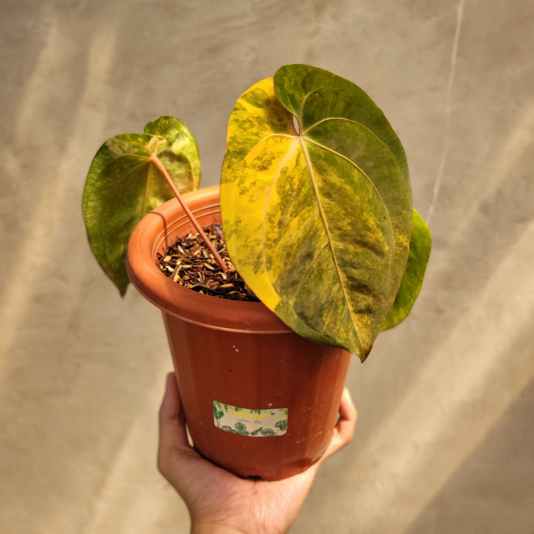 Anthurium Papillilaminum Variegated