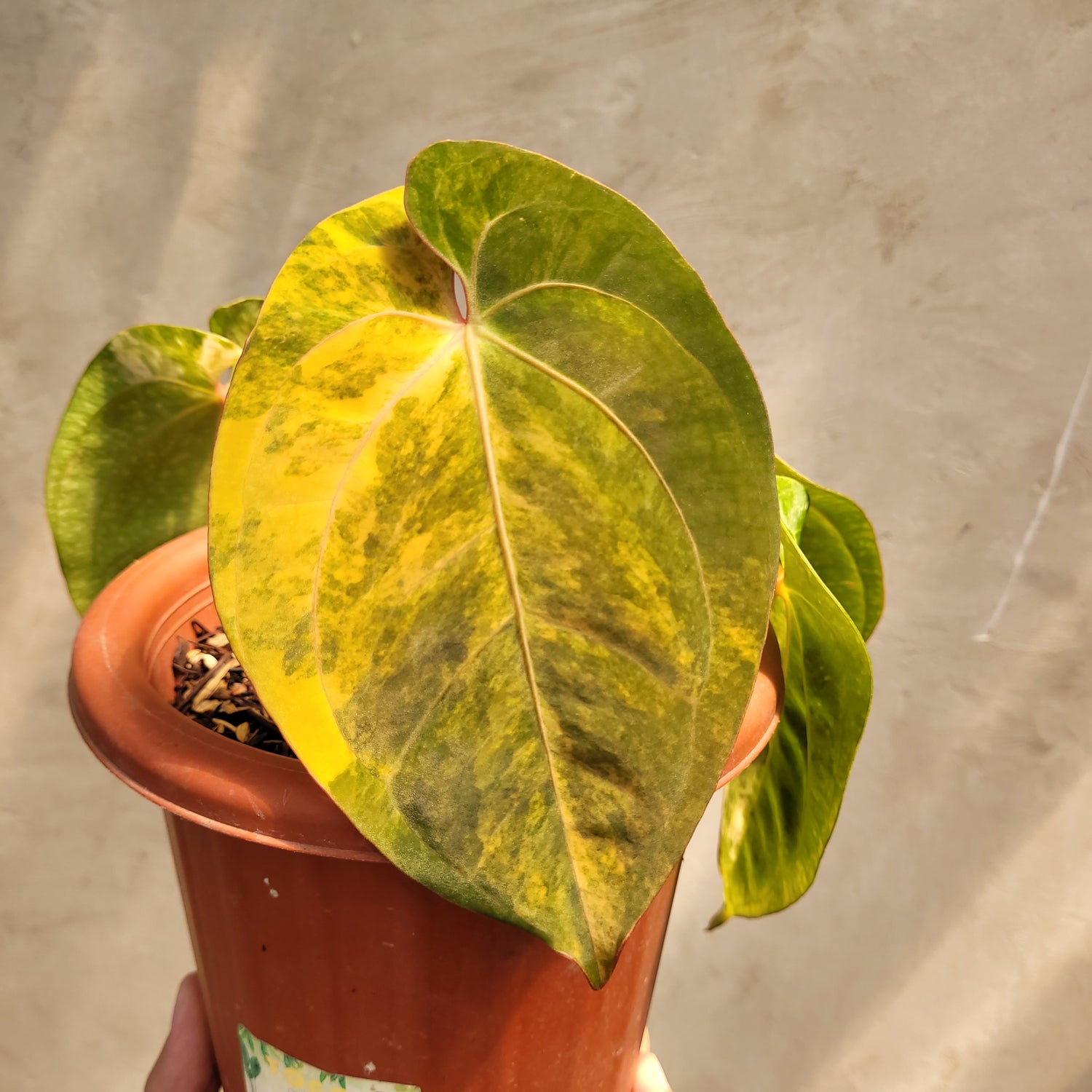 anthurium yellow stem Anthurium Papillilaminum Variegated – Greenspaces.id