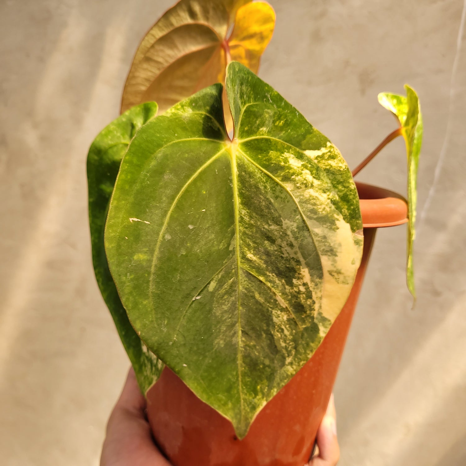 Anthurium Papillilaminum Variegated