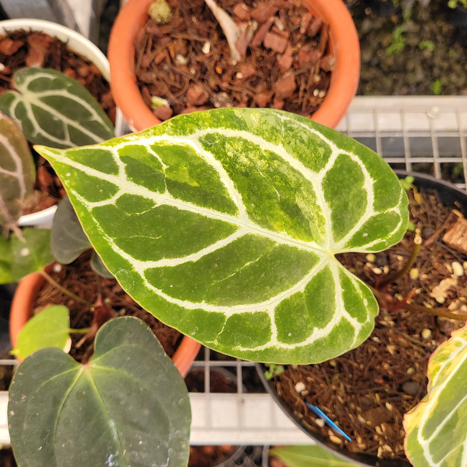 Anthurium Crystalinum Variegated