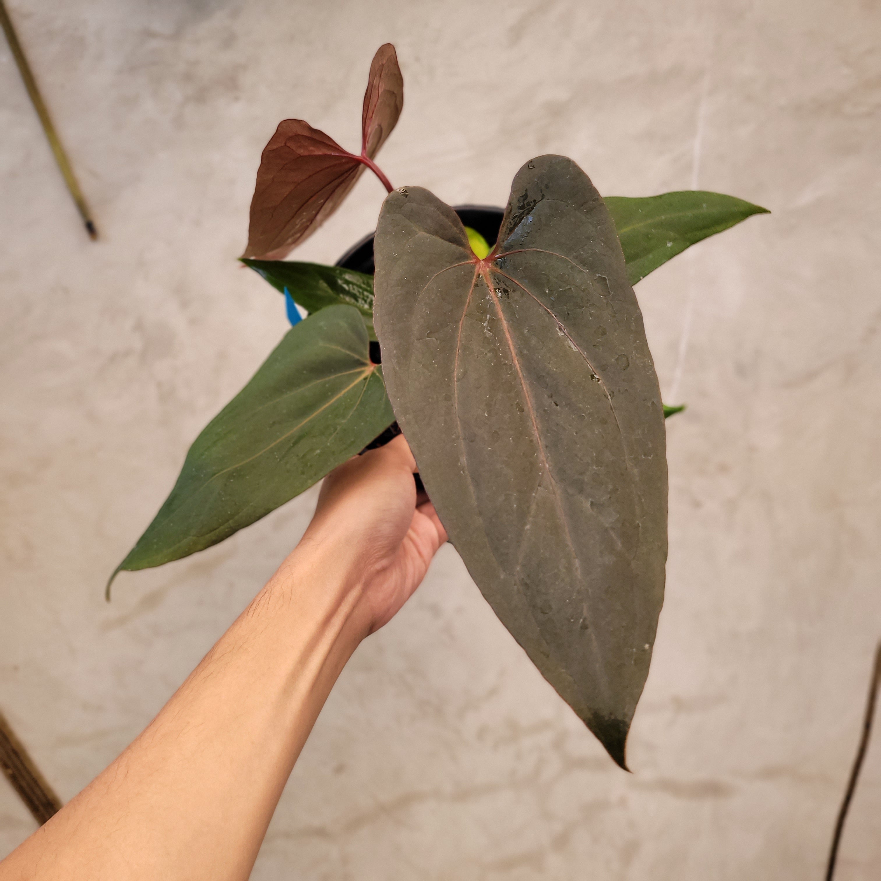 🎁 Anthurium Red Blue x Red Queen (100% off)