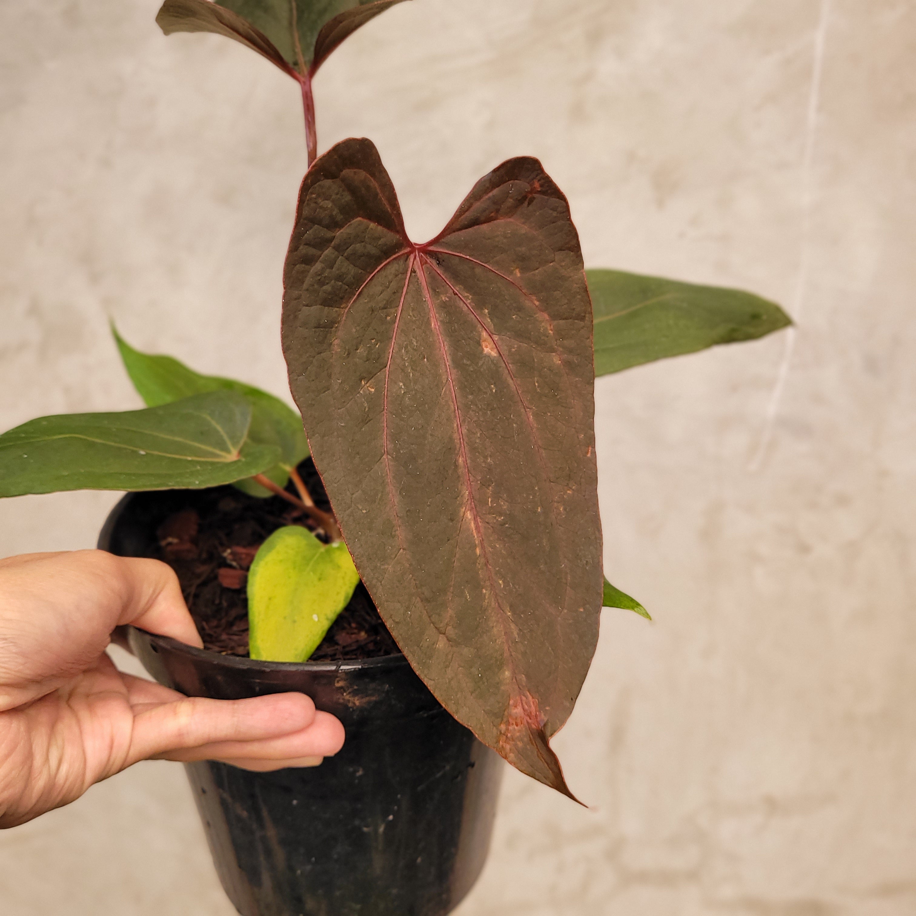 Anthurium Red Blue x Red Queen