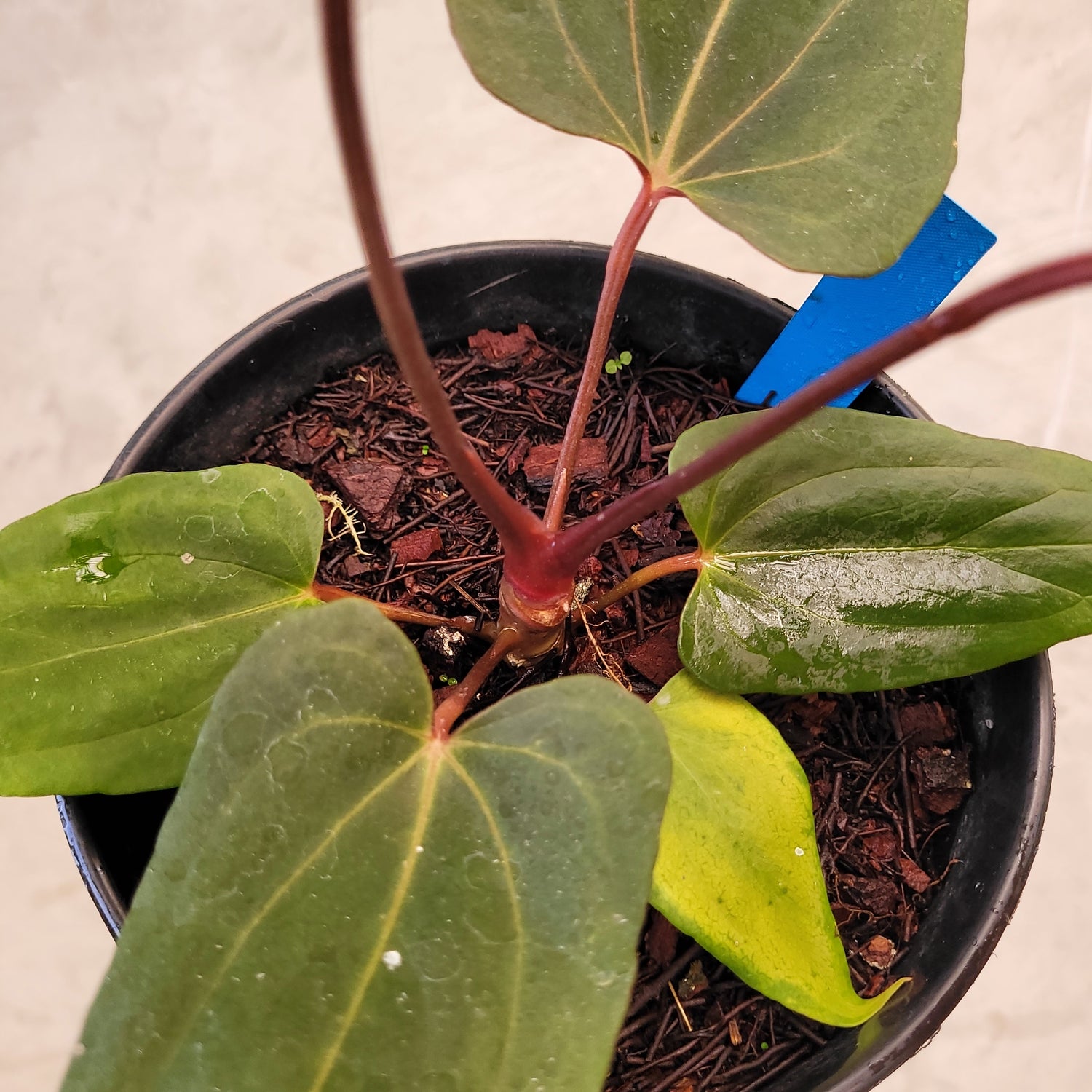 Anthurium Red Blue x Red Queen