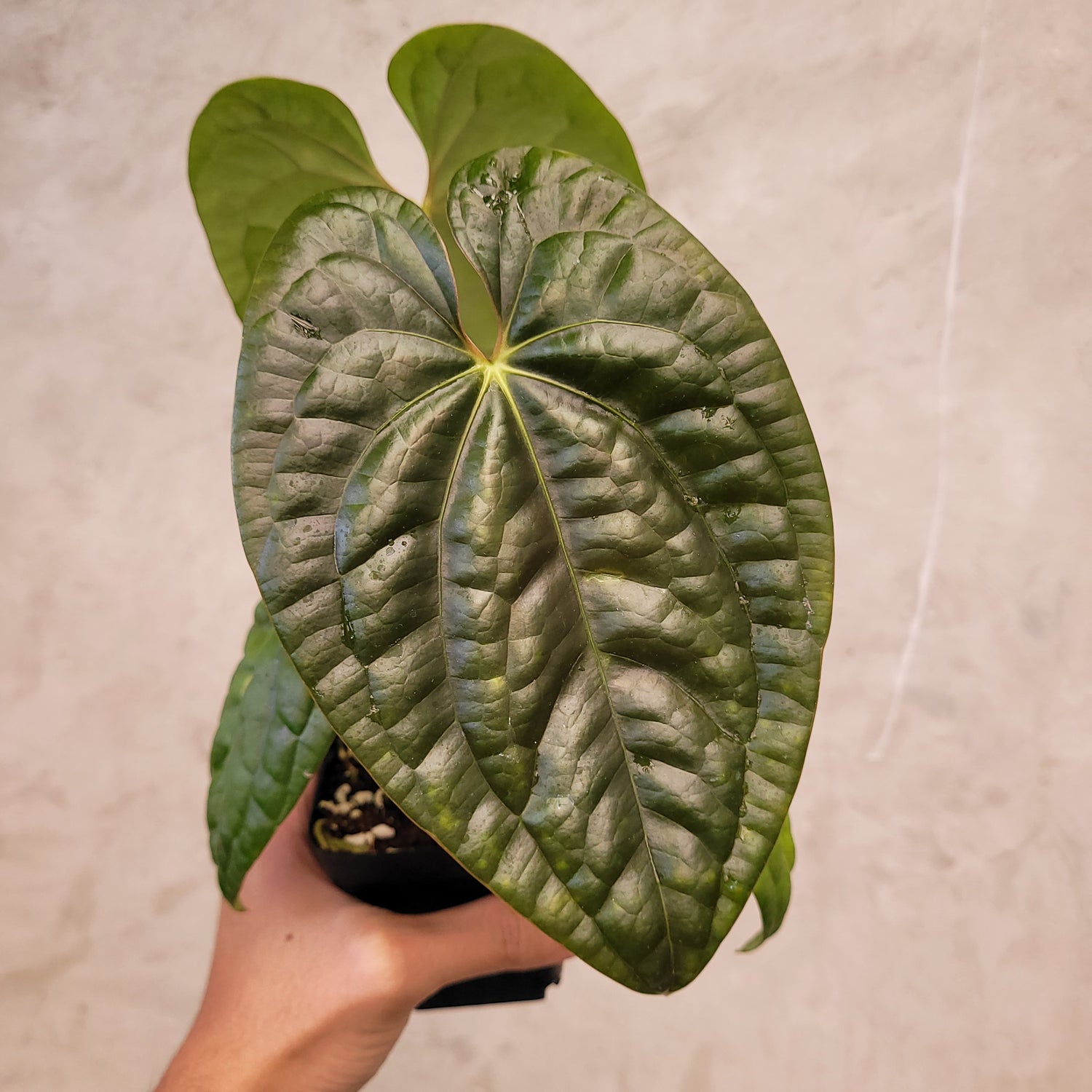 Anthurium Dark Phoenix x Luxurians