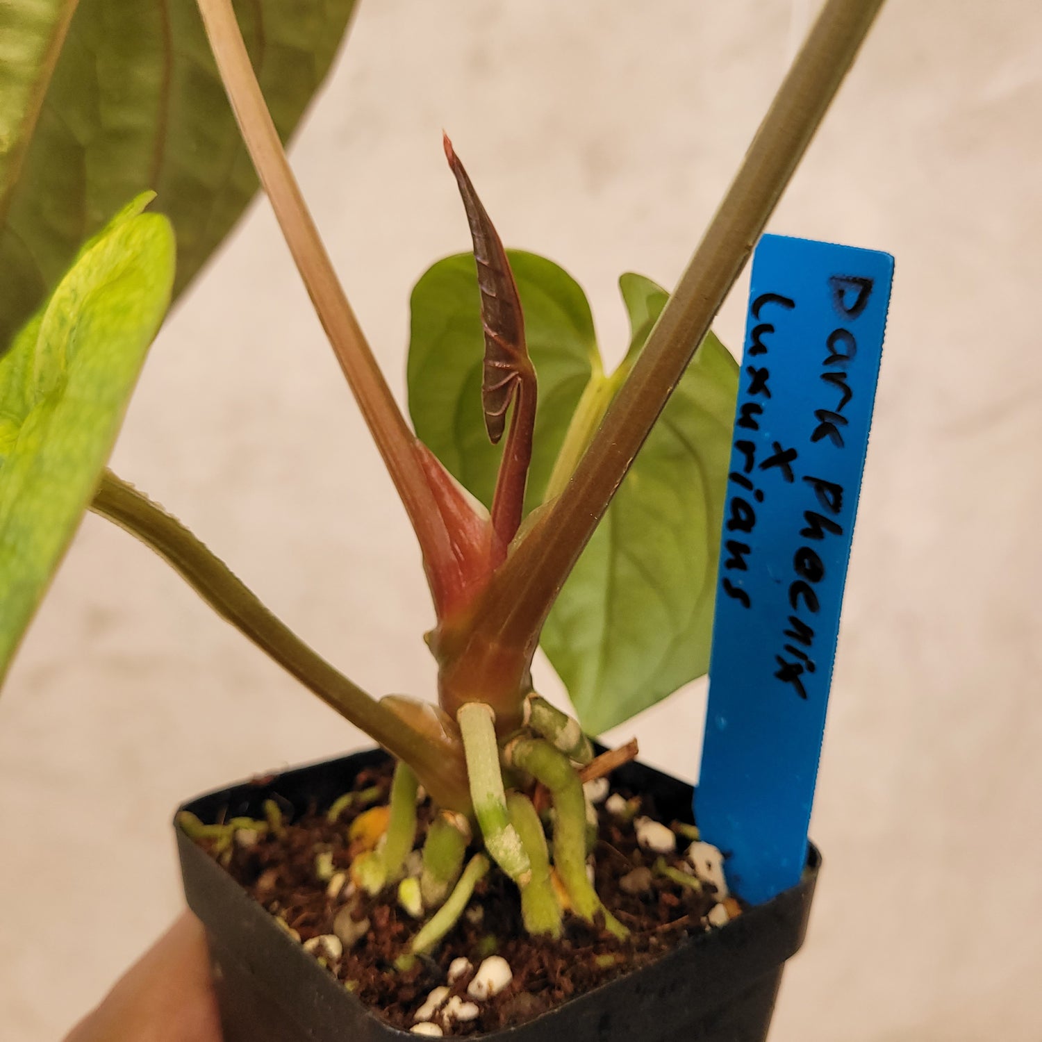 Anthurium Dark Phoenix x Luxurians