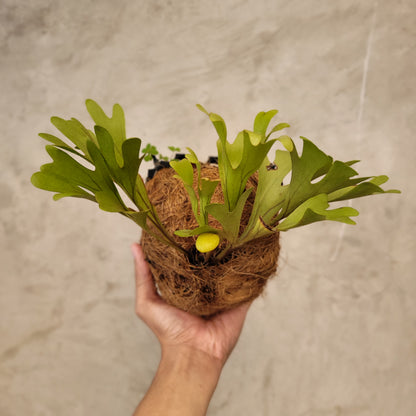 Platycerium Ridleyi