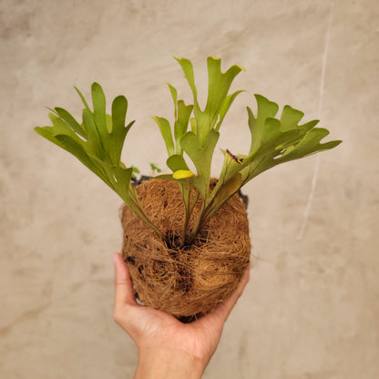 Platycerium Ridleyi