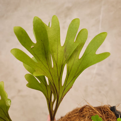 Platycerium Ridleyi