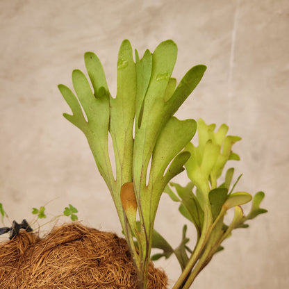 Platycerium Ridleyi