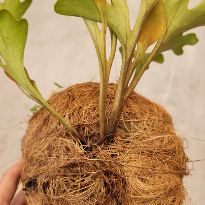 Platycerium Ridleyi