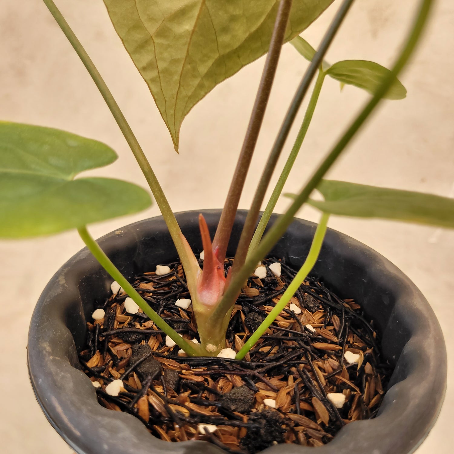 anthurium regale buy Anthurium Regale x Blue X One – Greenspaces.id