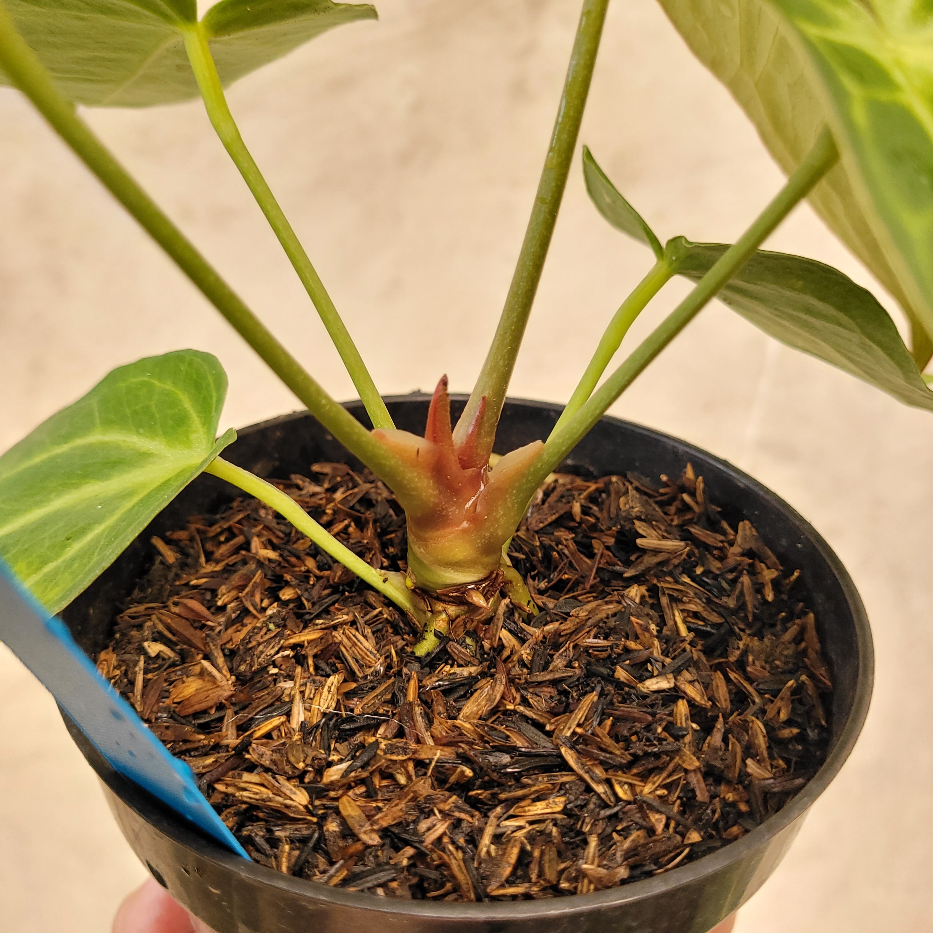 Anthurium Green Mamba X Silver Blush