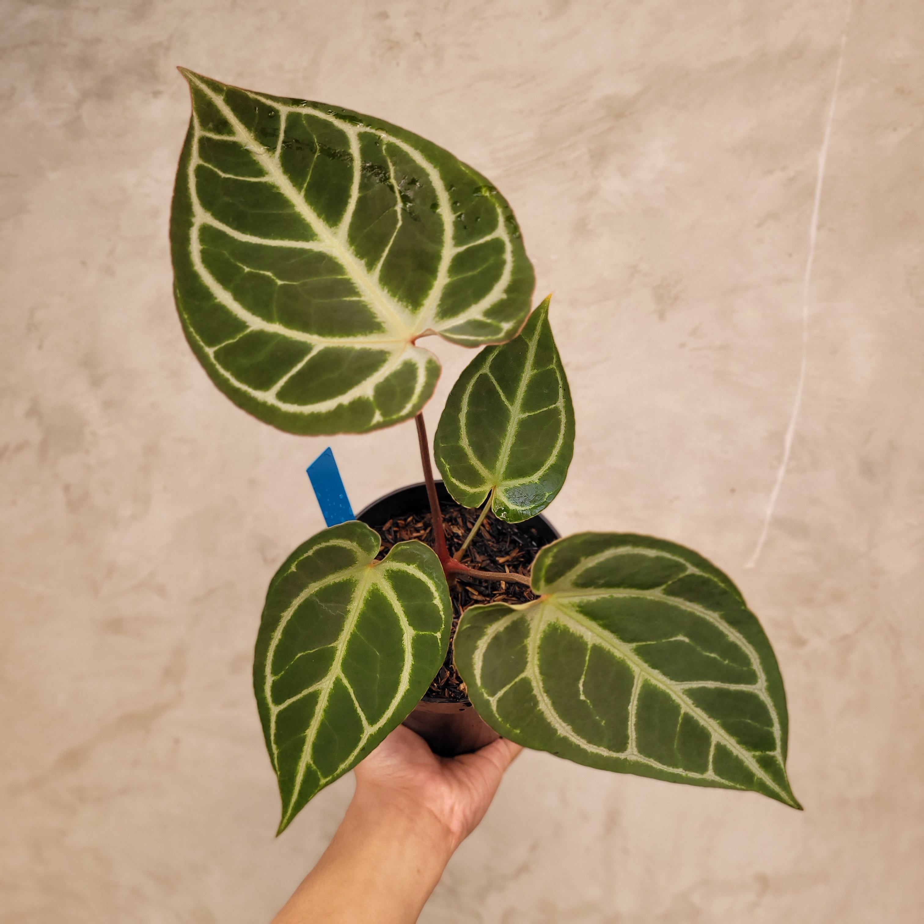 Anthurium Hoffmanii x Dorayaki