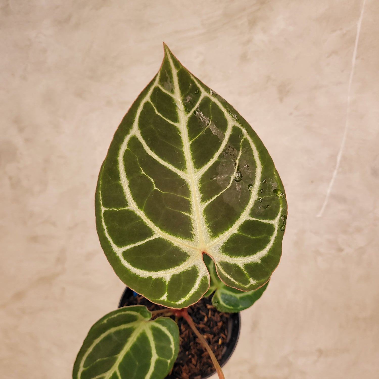 Anthurium Hoffmanii x Dorayaki