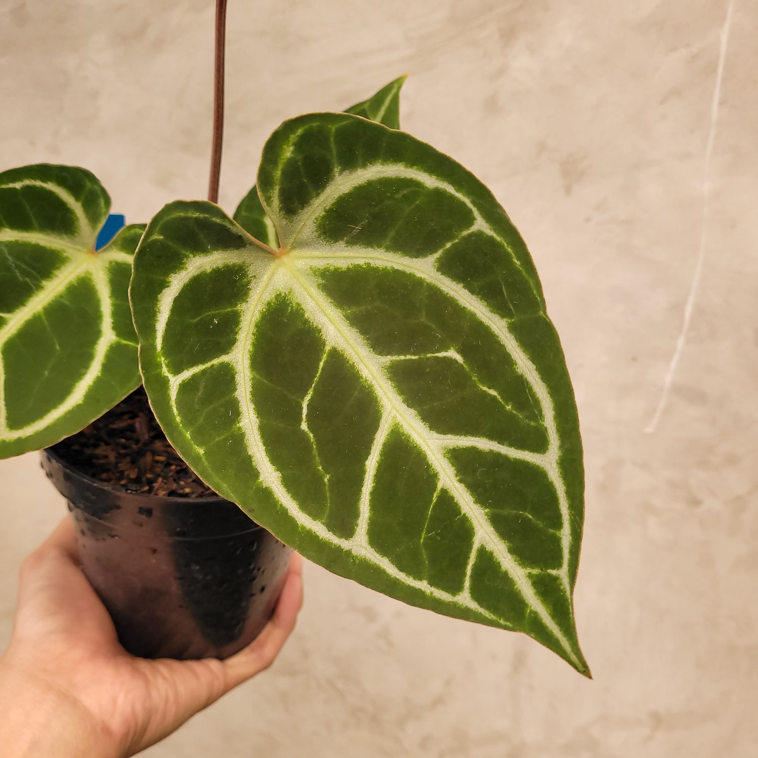 Anthurium Hoffmanii x Dorayaki