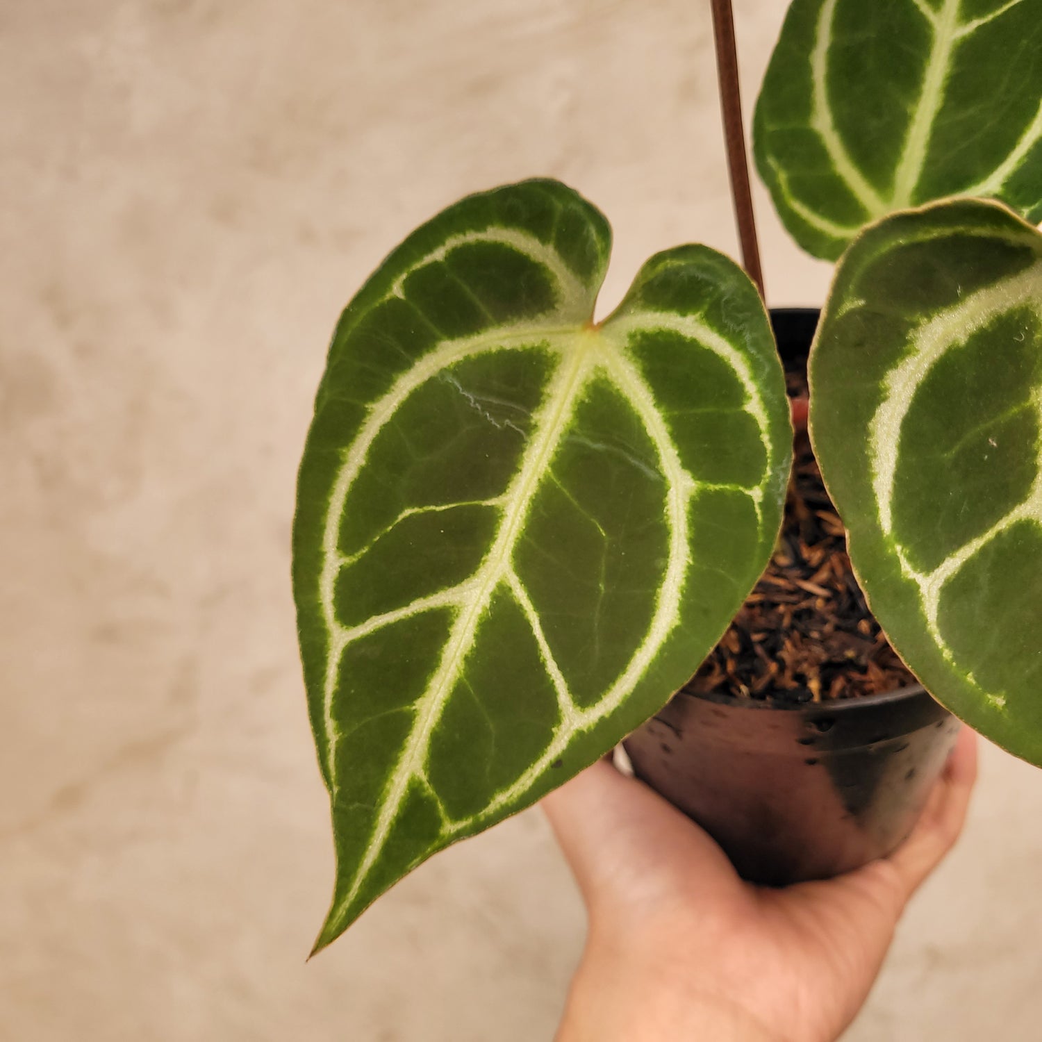 Anthurium Hoffmanii x Dorayaki