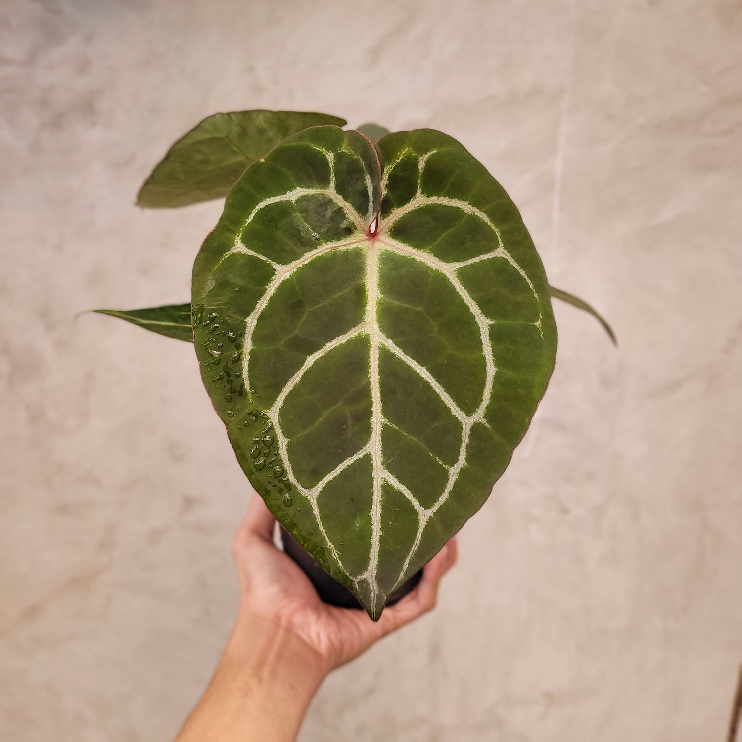 anthurium dorayaki x forgetii Anthurium Hoffmanii x Dorayaki – Greenspaces.id