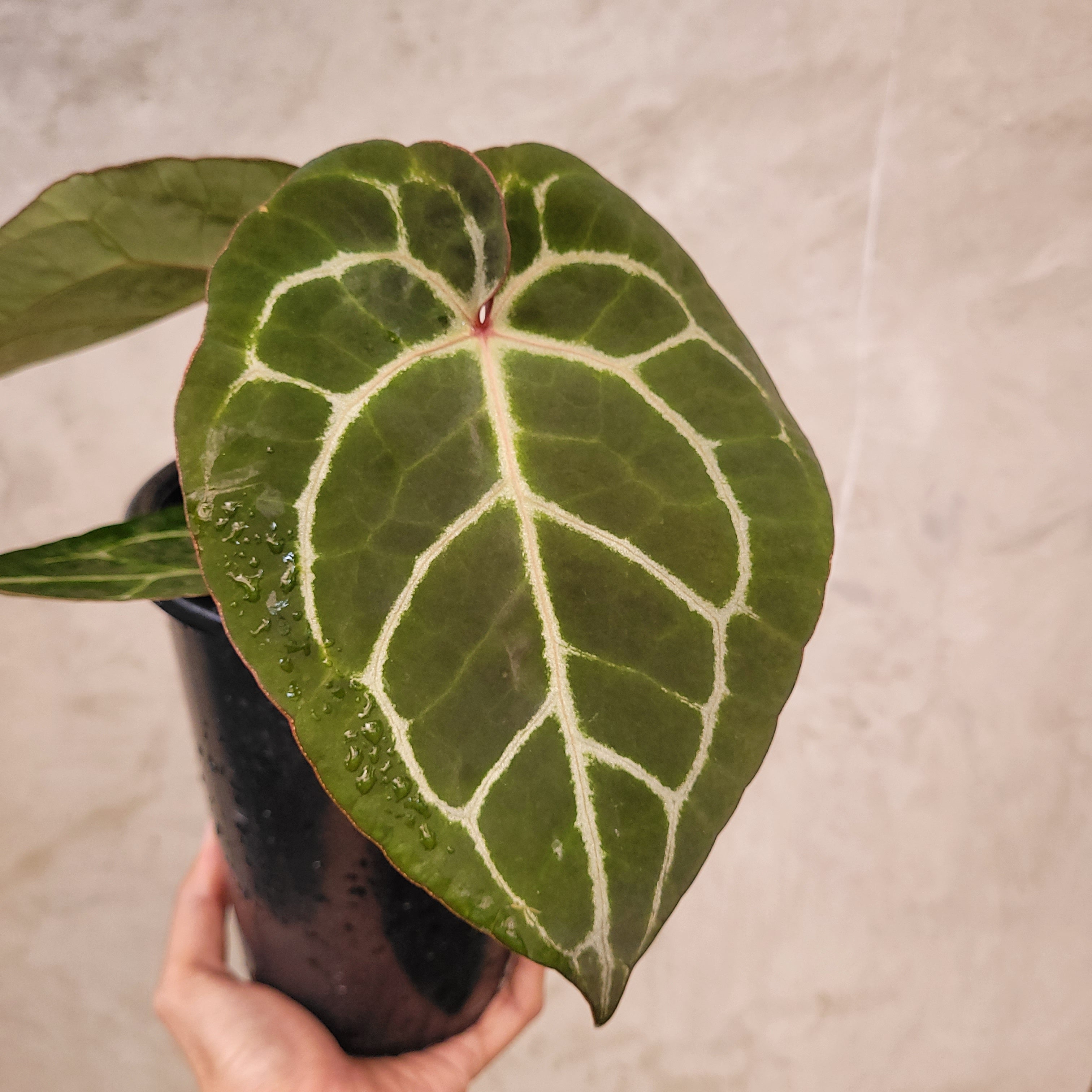 Anthurium Hoffmanii x Dorayaki