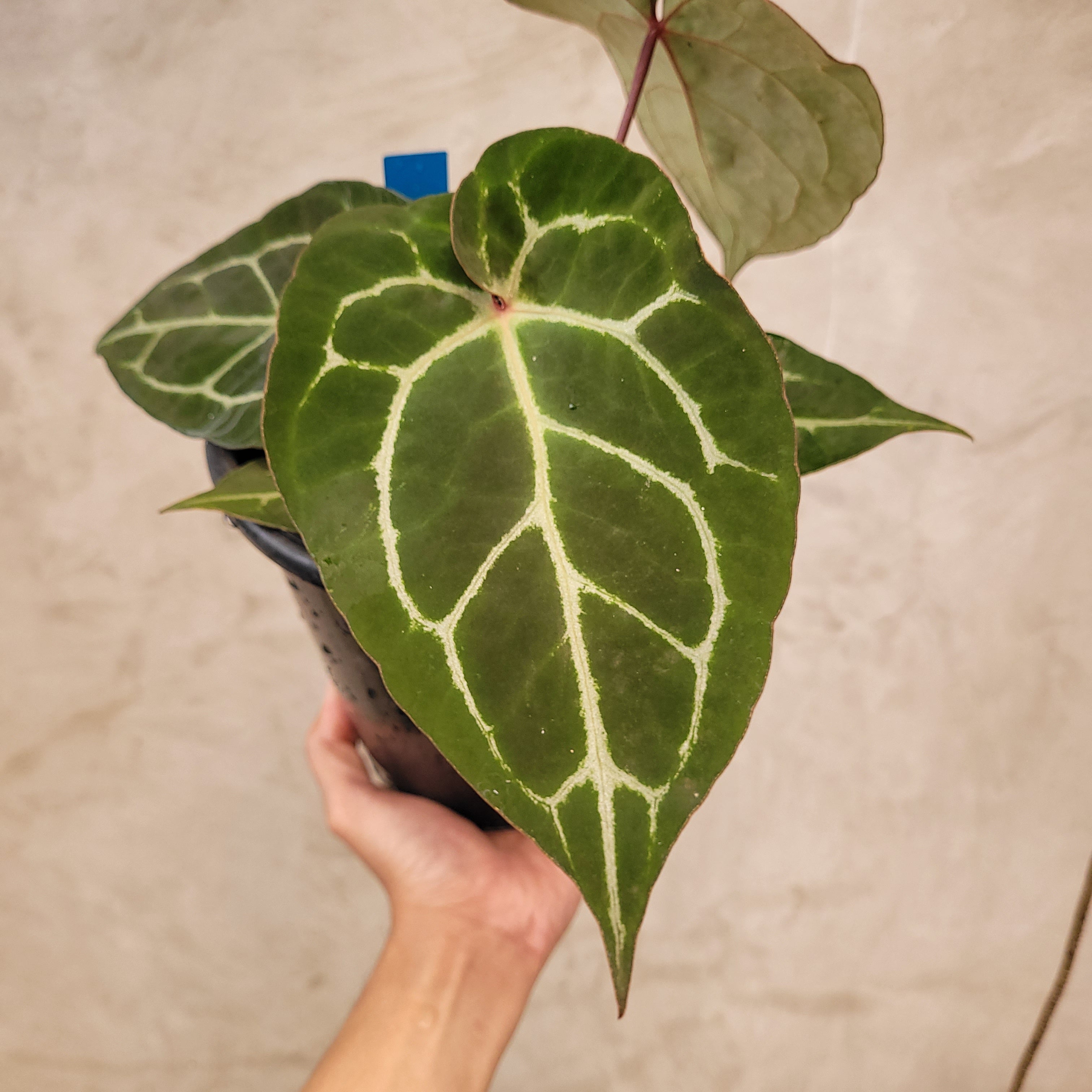 Anthurium Hoffmanii x Dorayaki